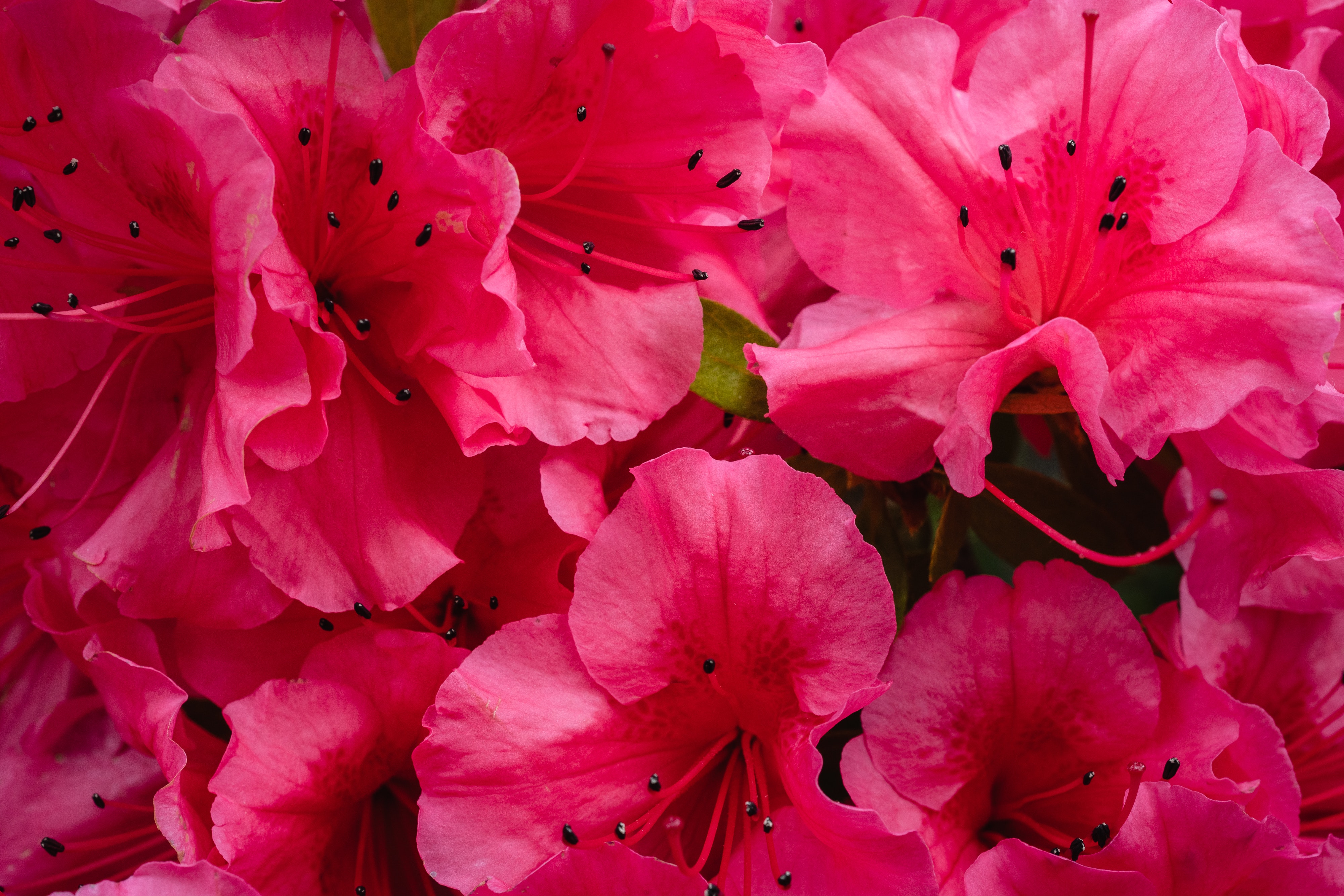 Rhododendron Wallpapers