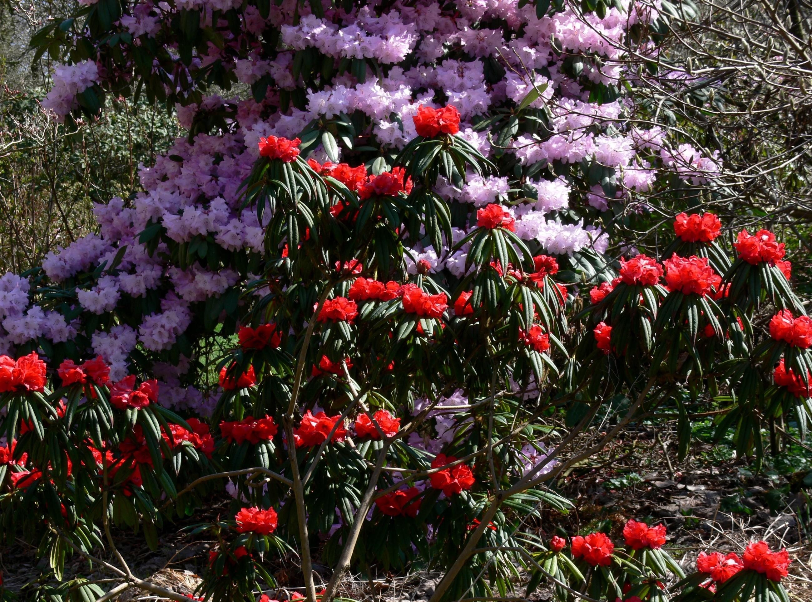 Rhododendron Wallpapers