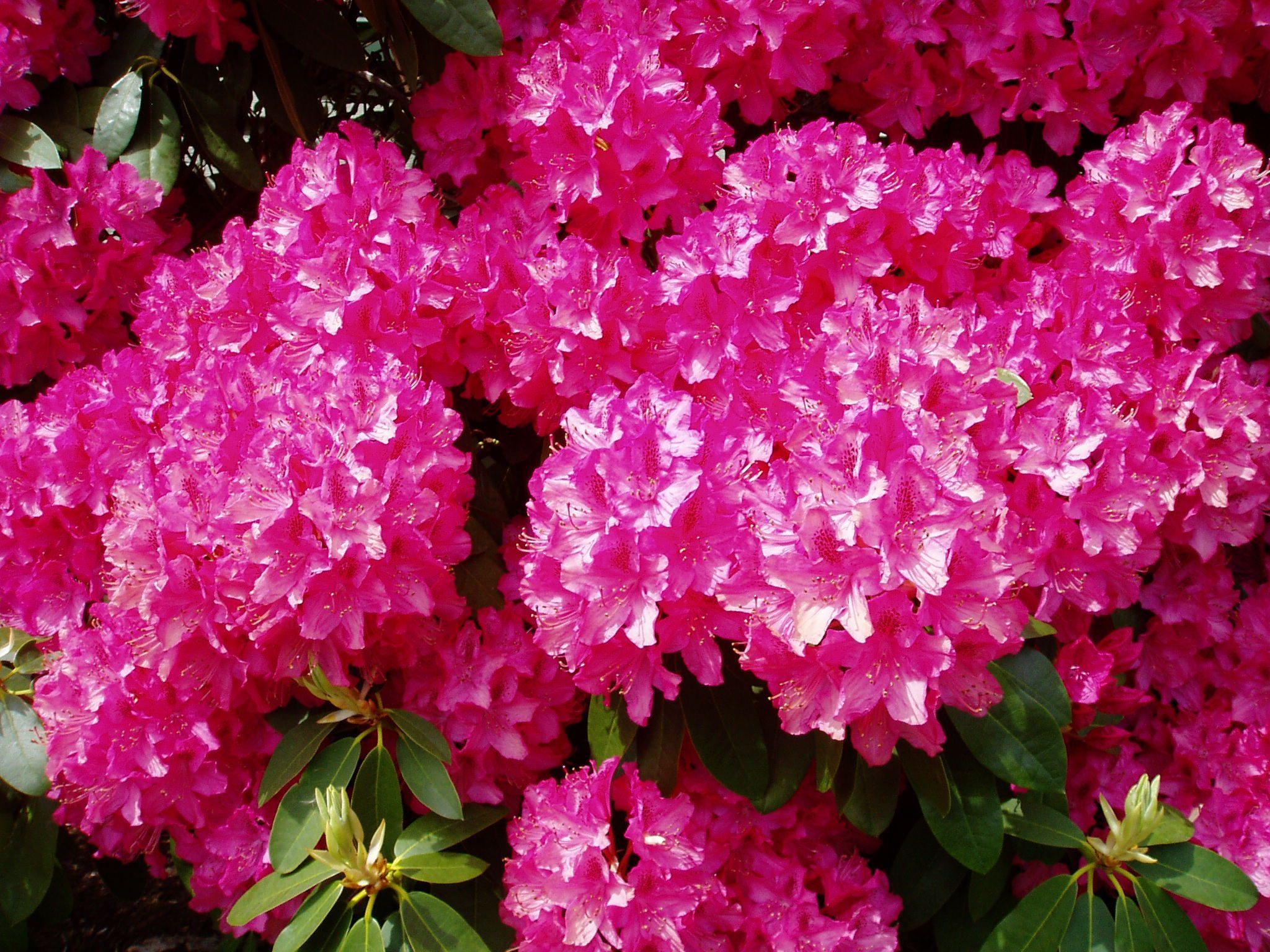 Rhododendron Wallpapers