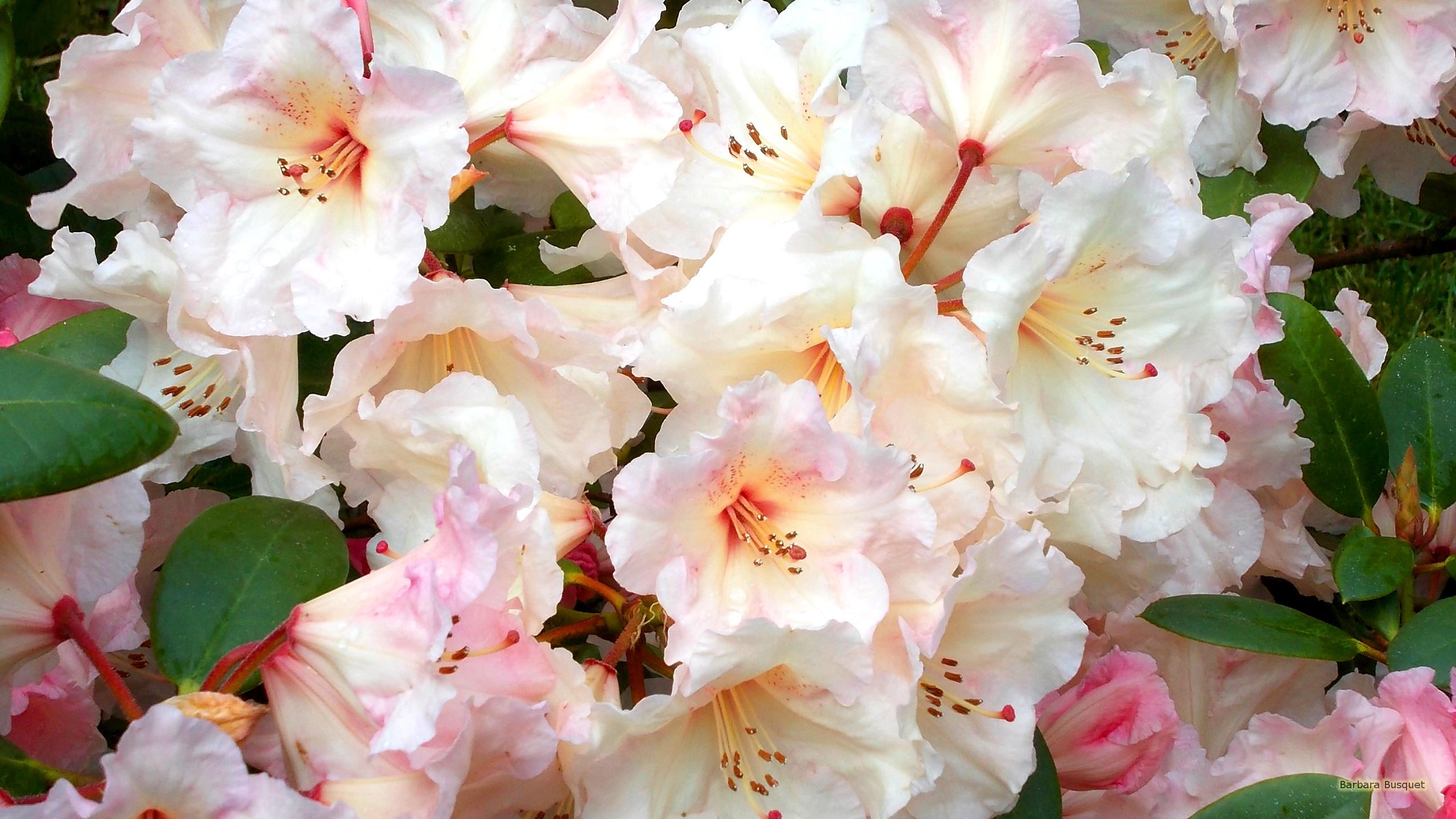 Rhododendron Wallpapers