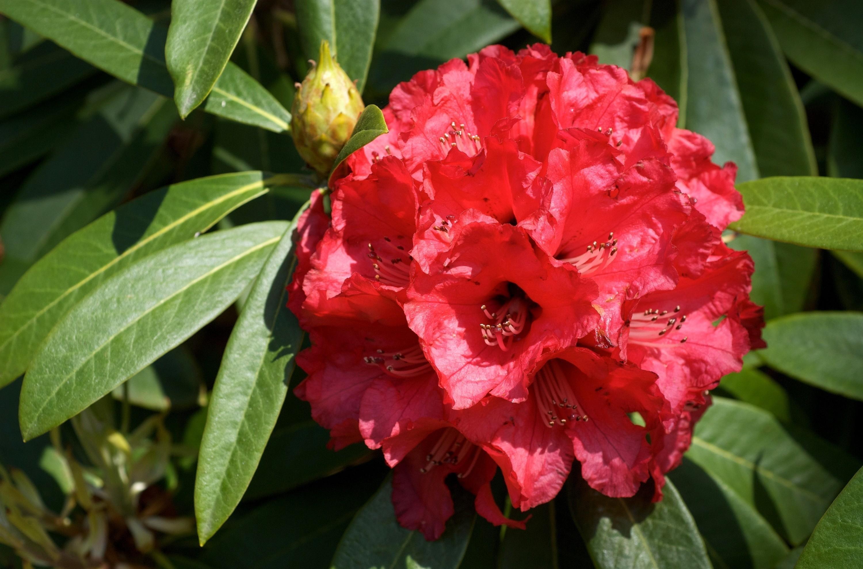 Rhododendron Wallpapers