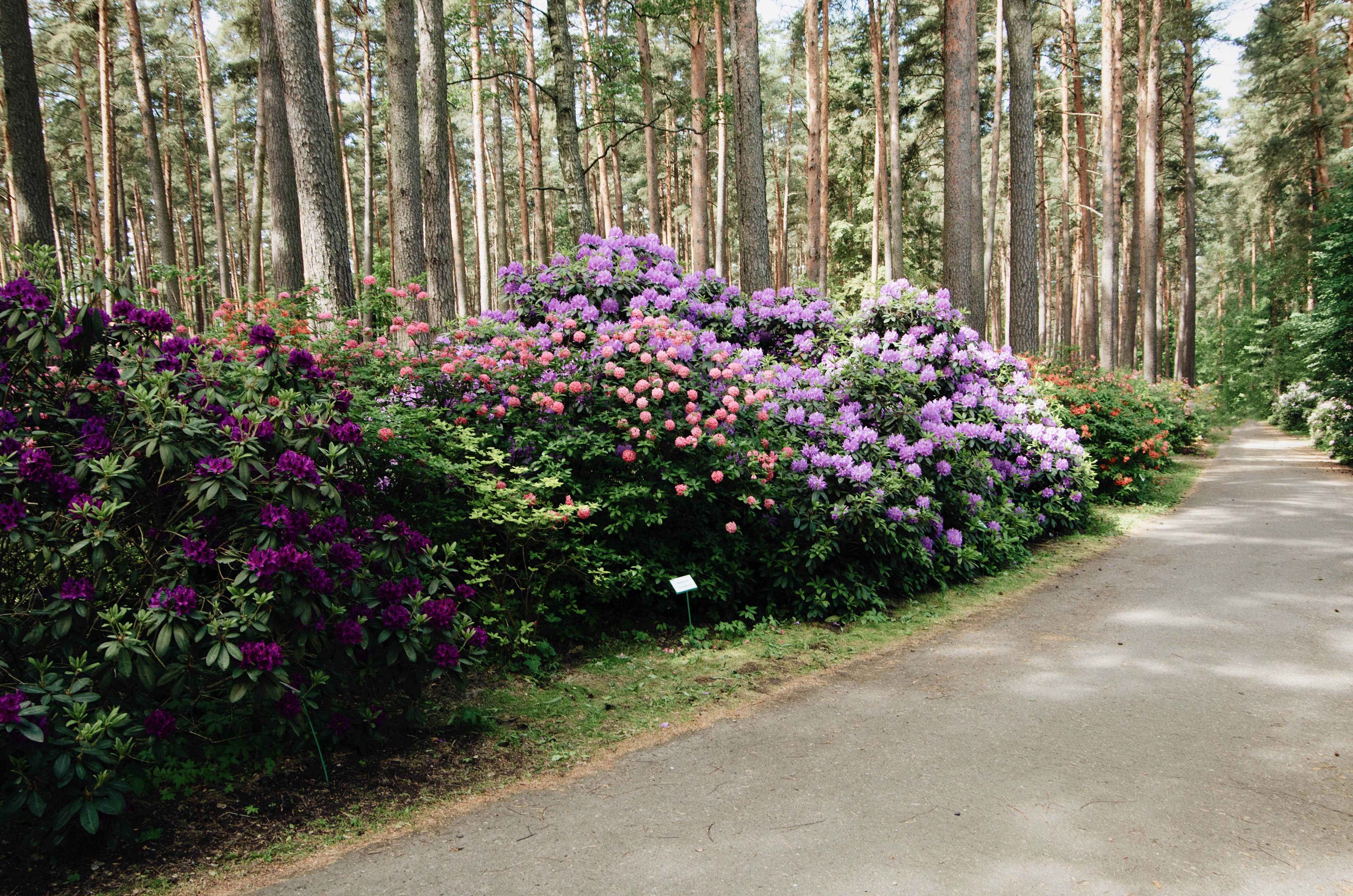 Rhododendron Wallpapers