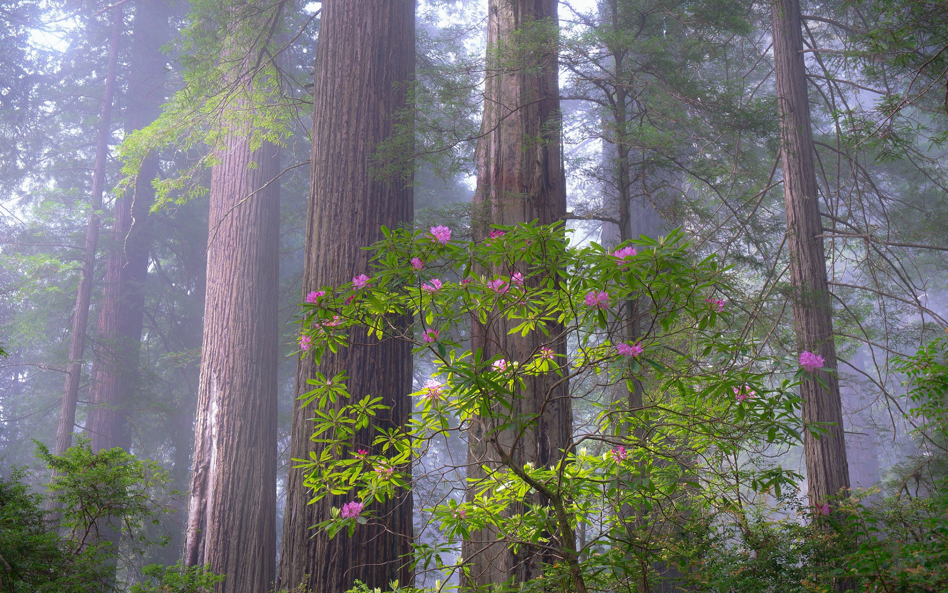 Rhododendron Wallpapers