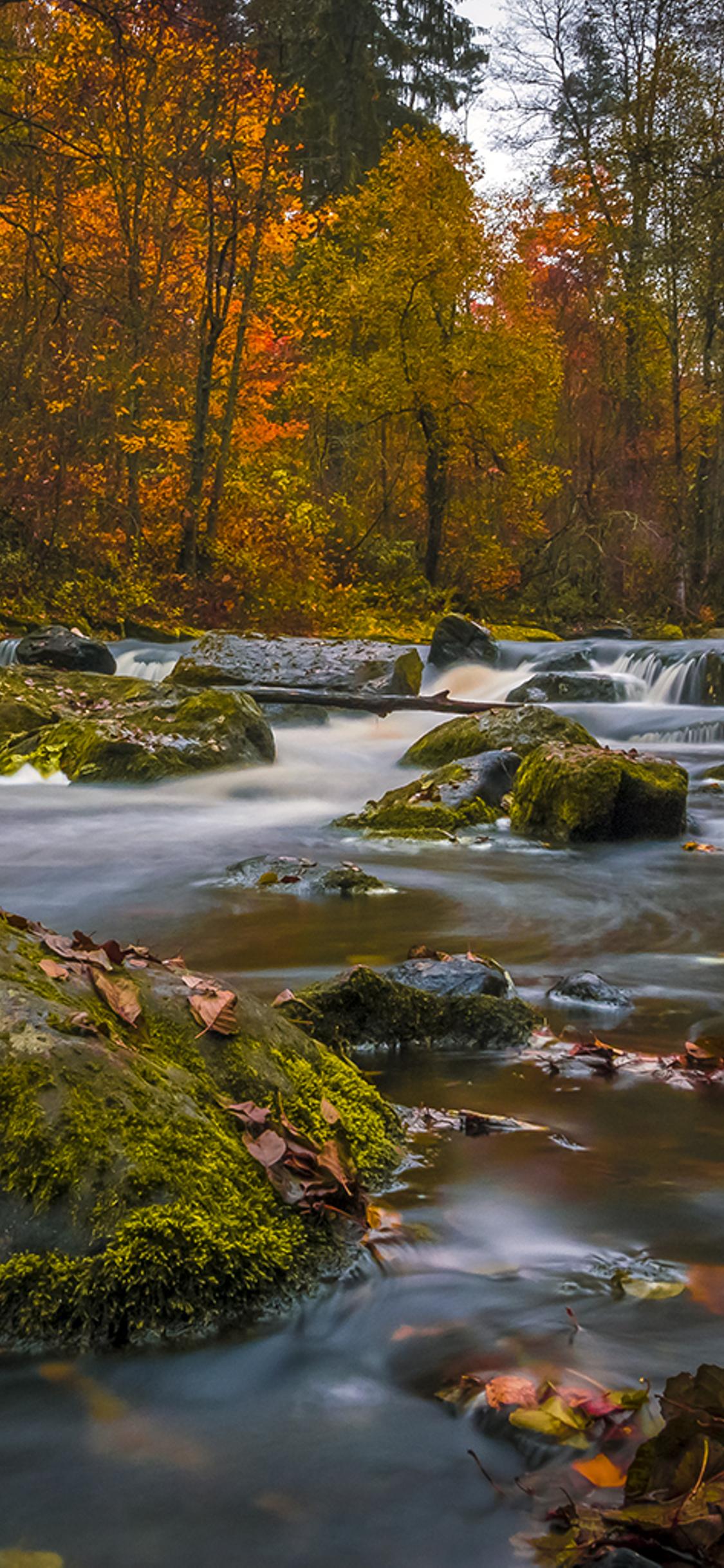 River In Colorful Forest Wallpapers