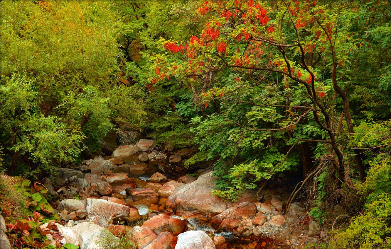 River In Colorful Forest Wallpapers