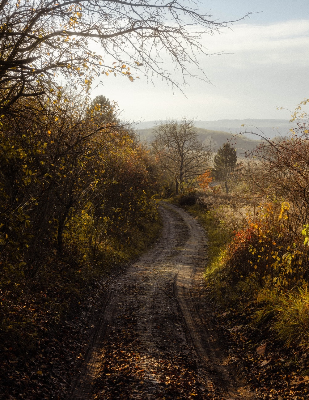 Road Between Green Yellow Autumn Fall Field Wallpapers