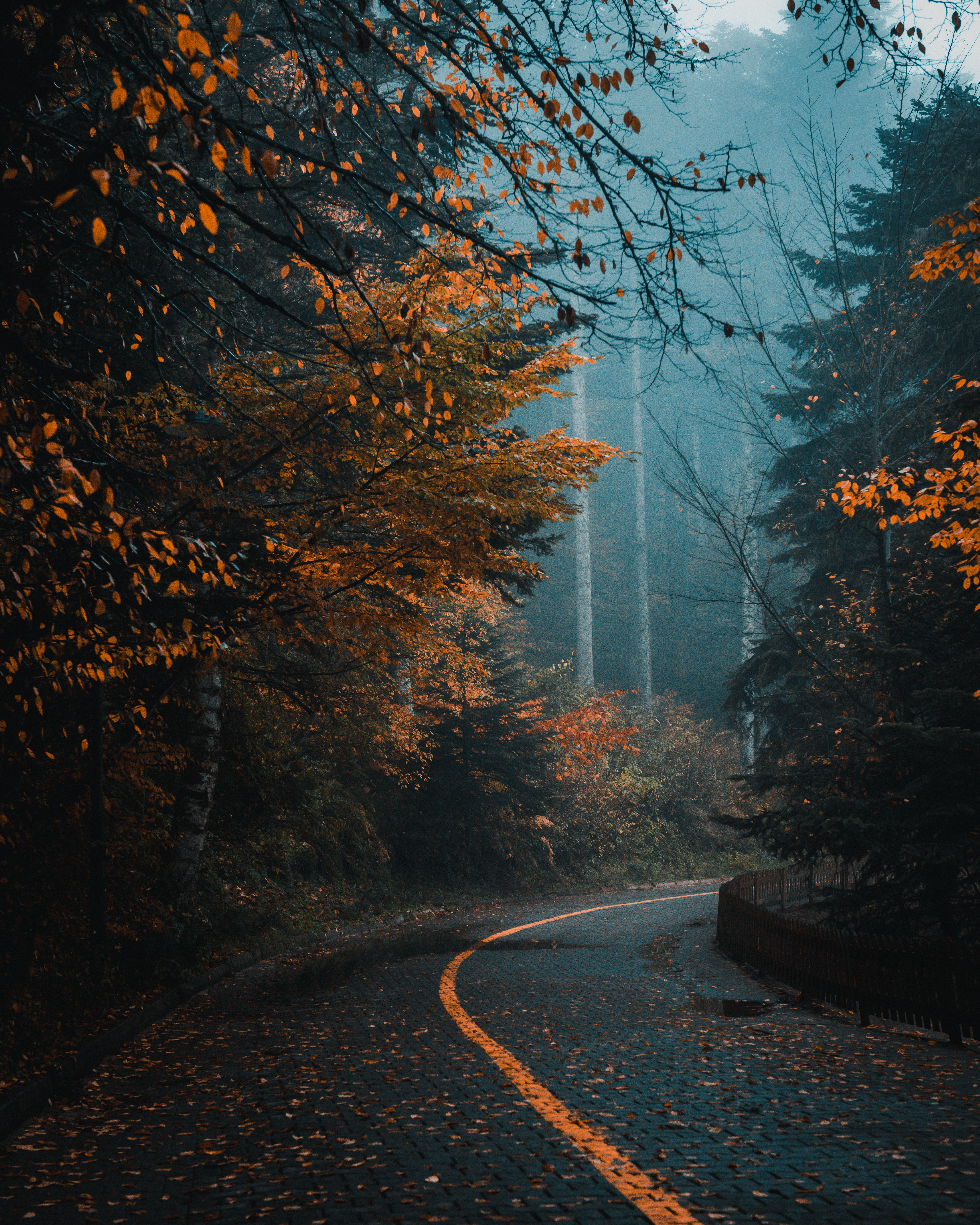 Road Between Green Yellow Autumn Fall Field Wallpapers