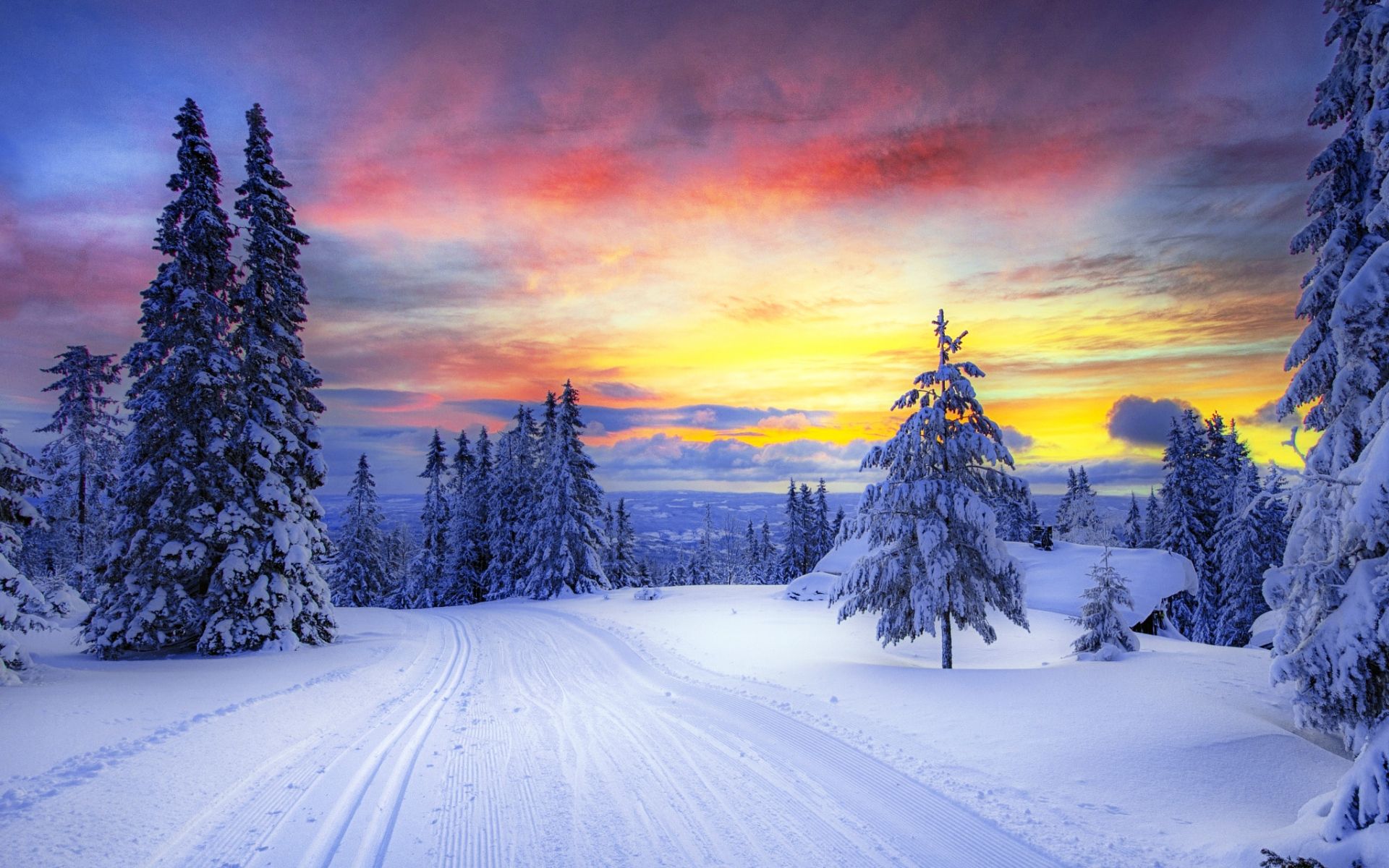 Road Between Snow Covered Trees Wallpapers