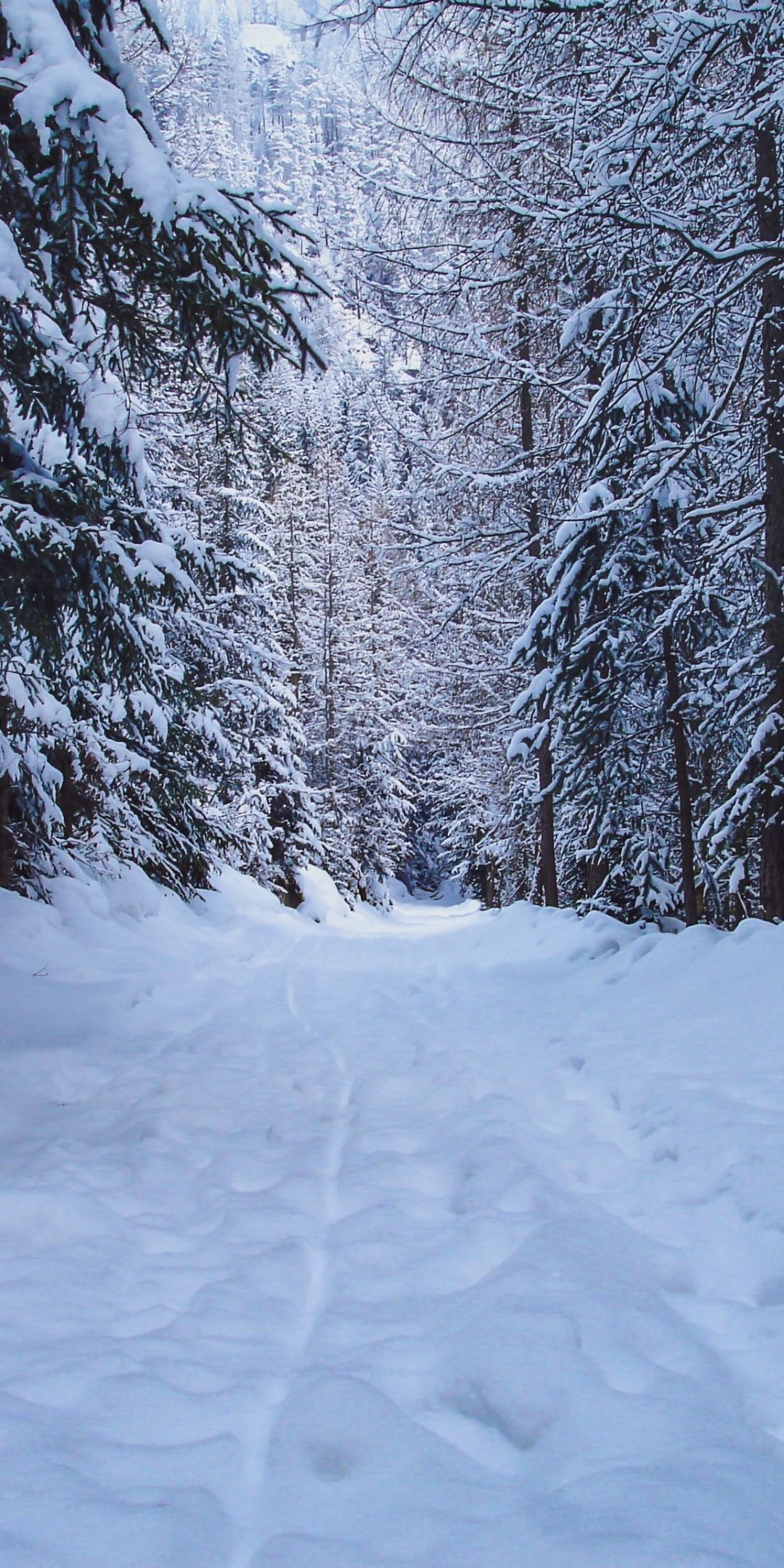 Road Between Snow Covered Trees Wallpapers