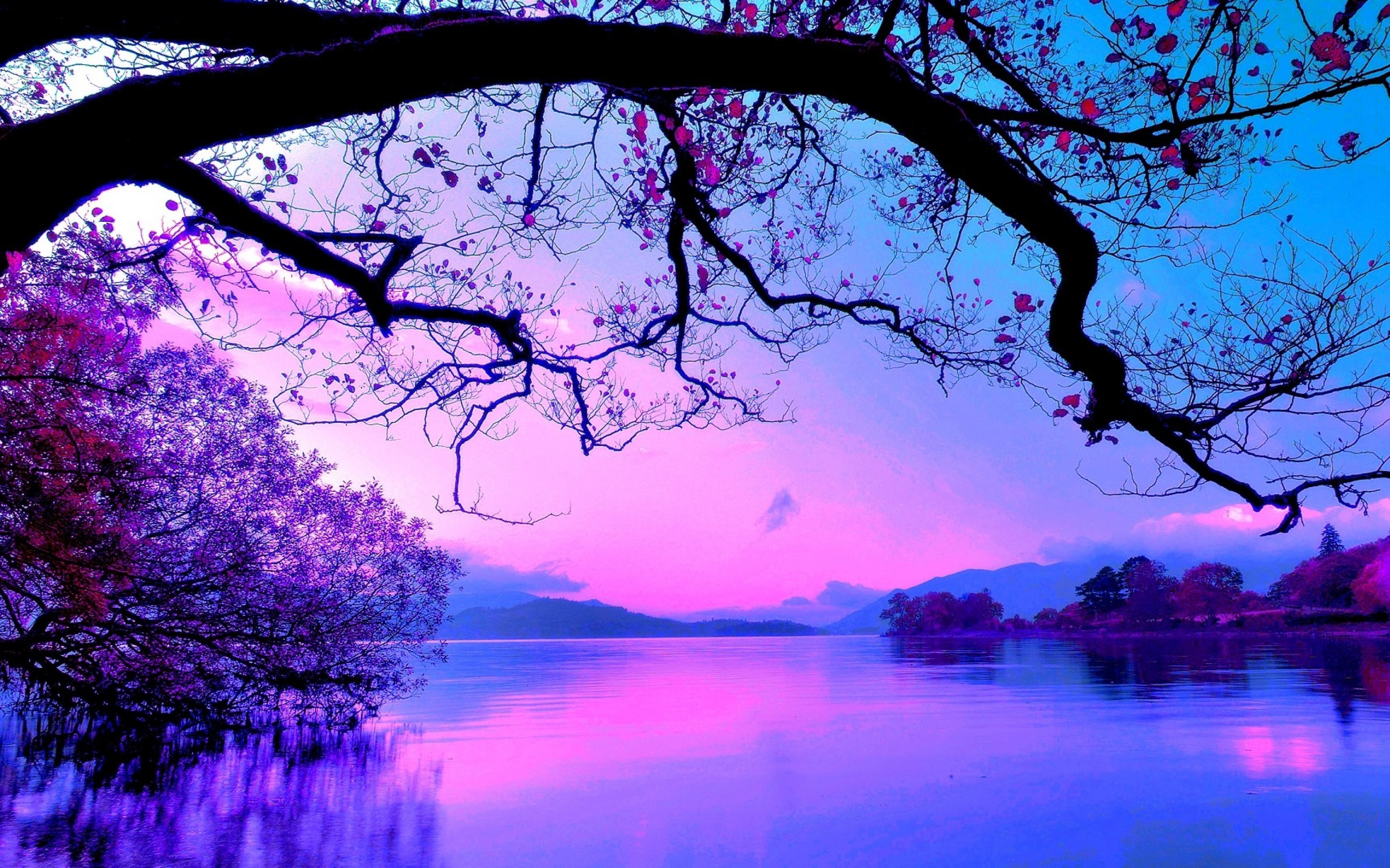 Road Purple Trees Wallpapers