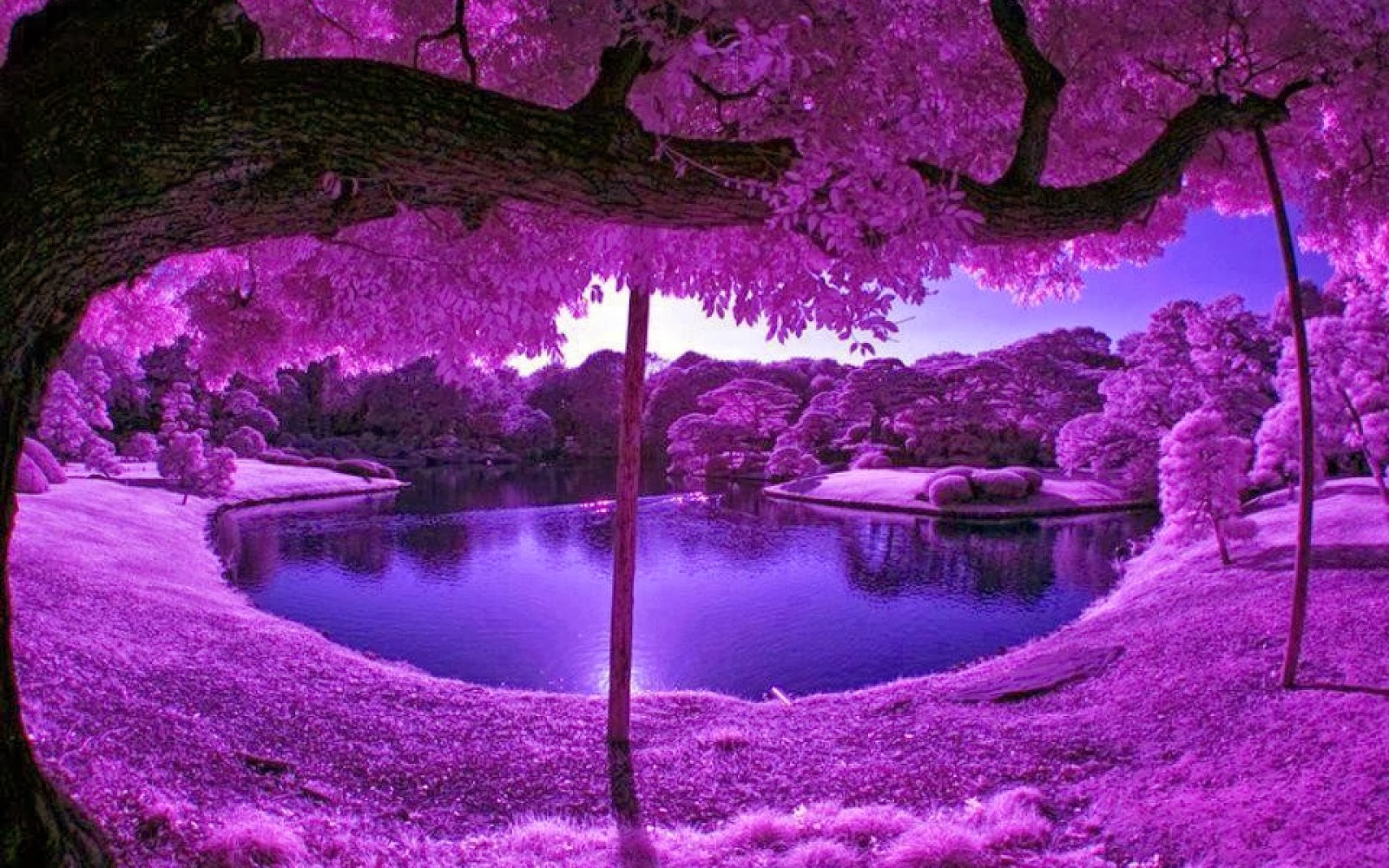 Road Purple Trees Wallpapers