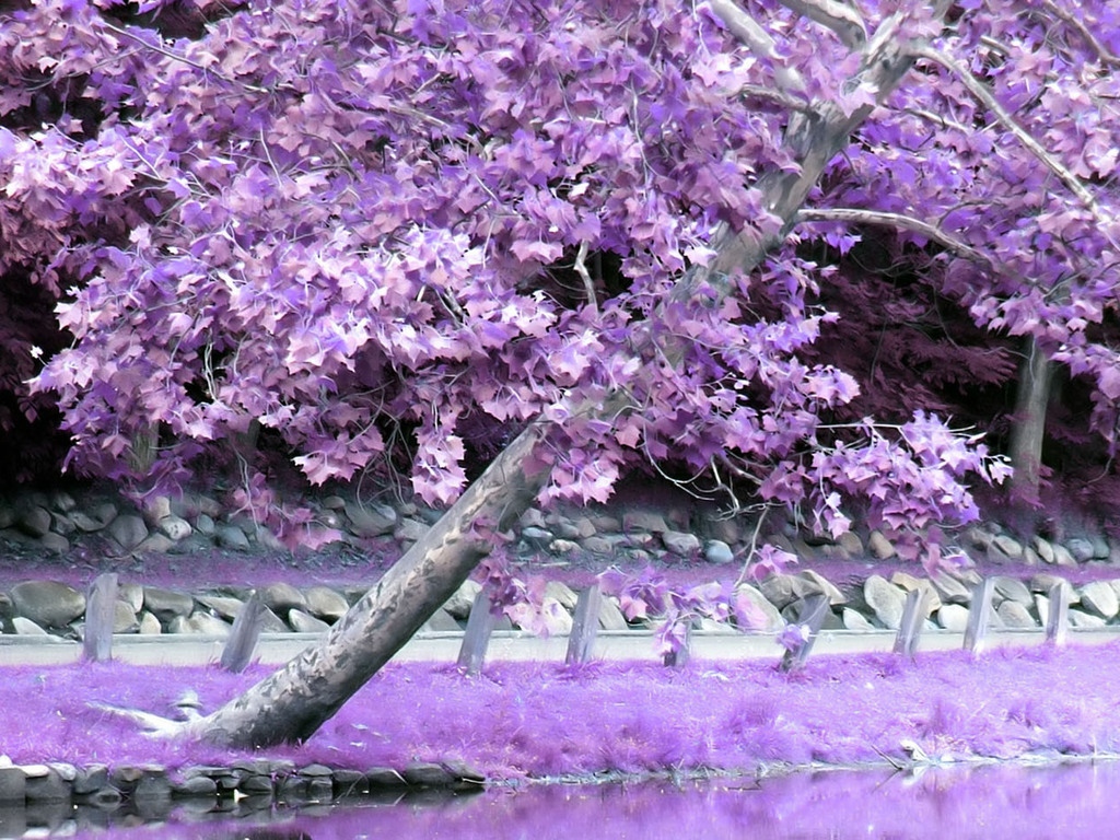 Road Purple Trees Wallpapers