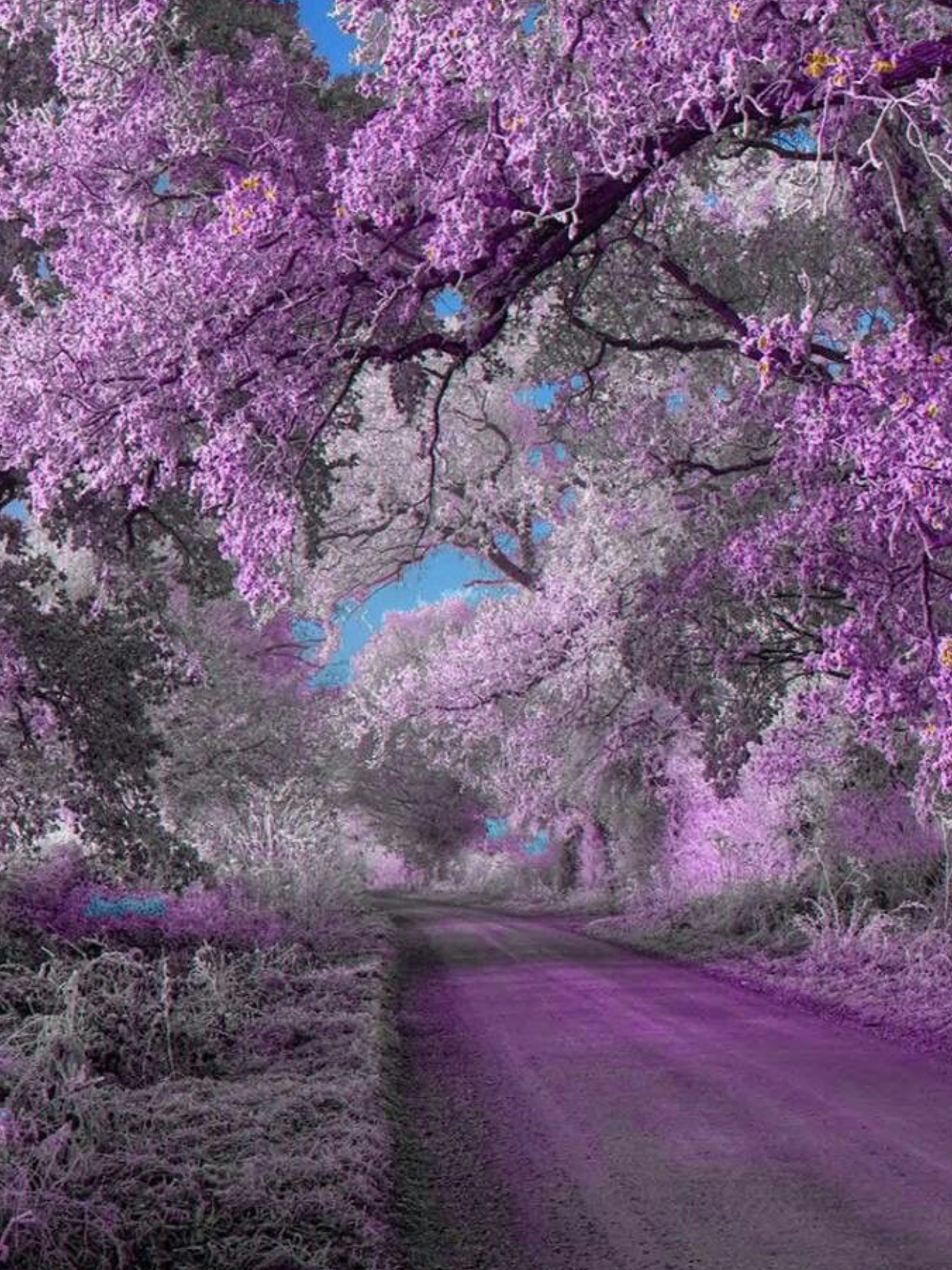 Road Purple Trees Wallpapers
