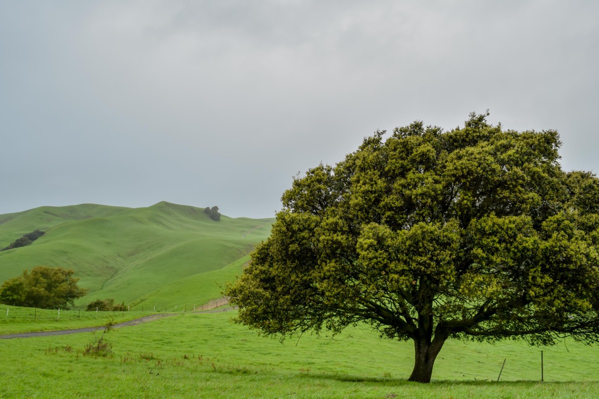 Rolling Green Hills Wallpapers