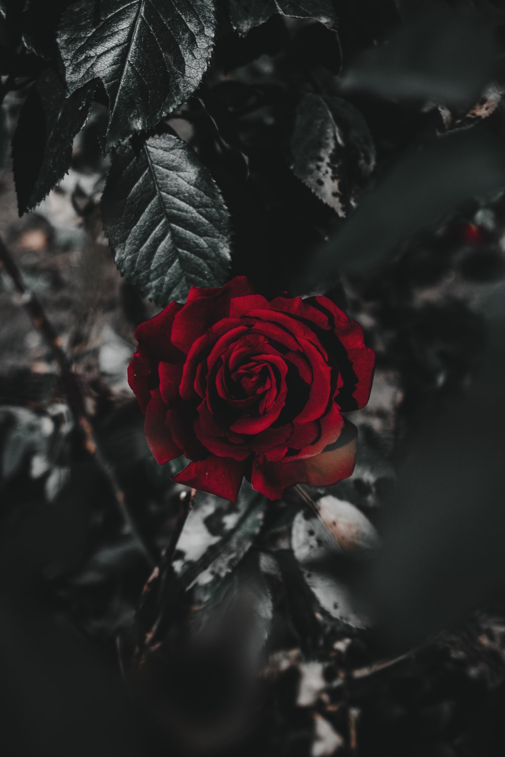 Rose Wallpapers