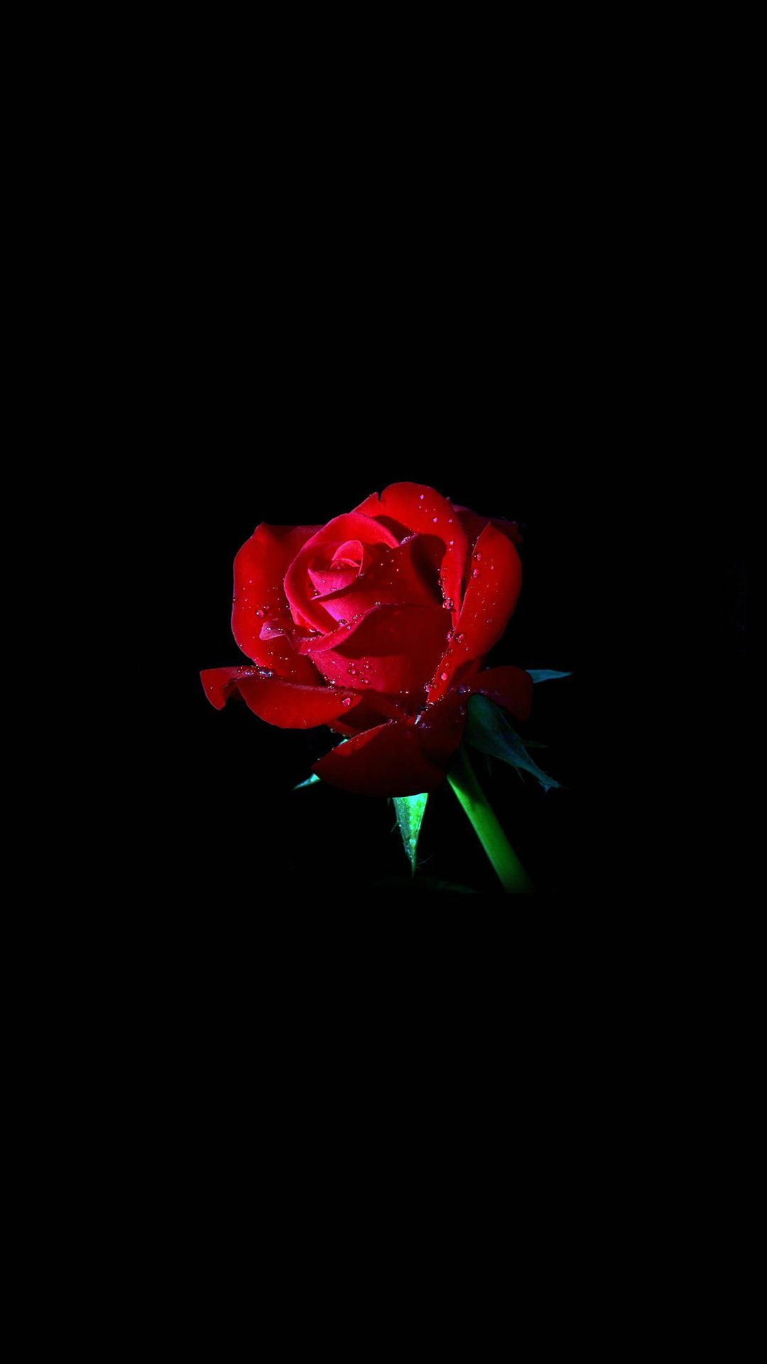 Rose Wallpapers