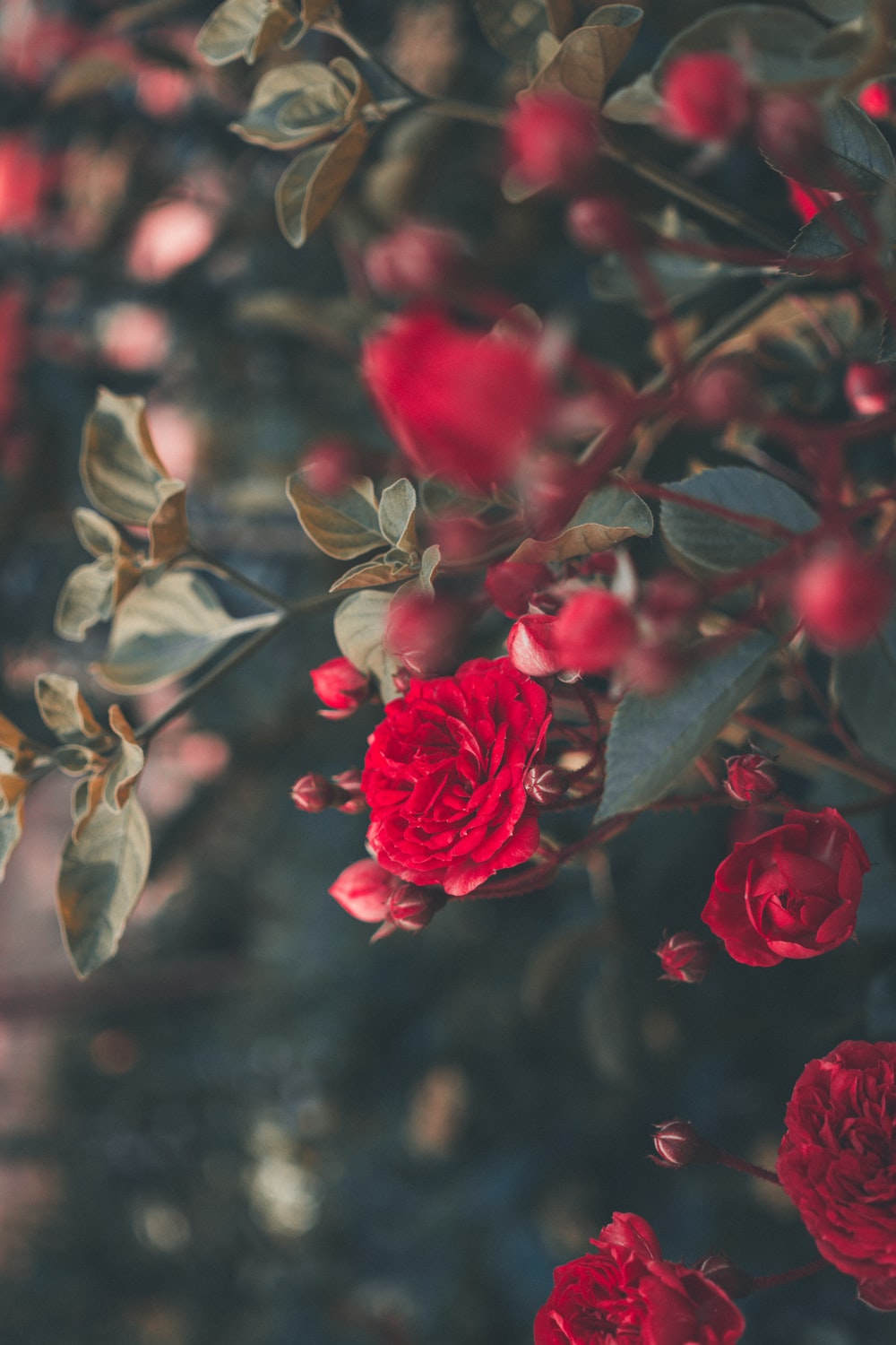 Rose Bush Wallpapers