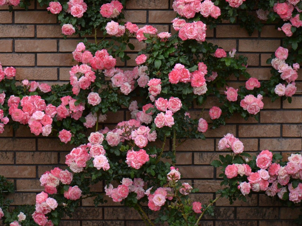 Rose Bush Wallpapers