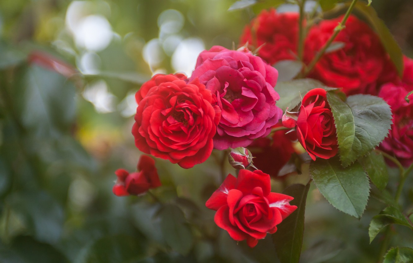 Rose Bush Wallpapers