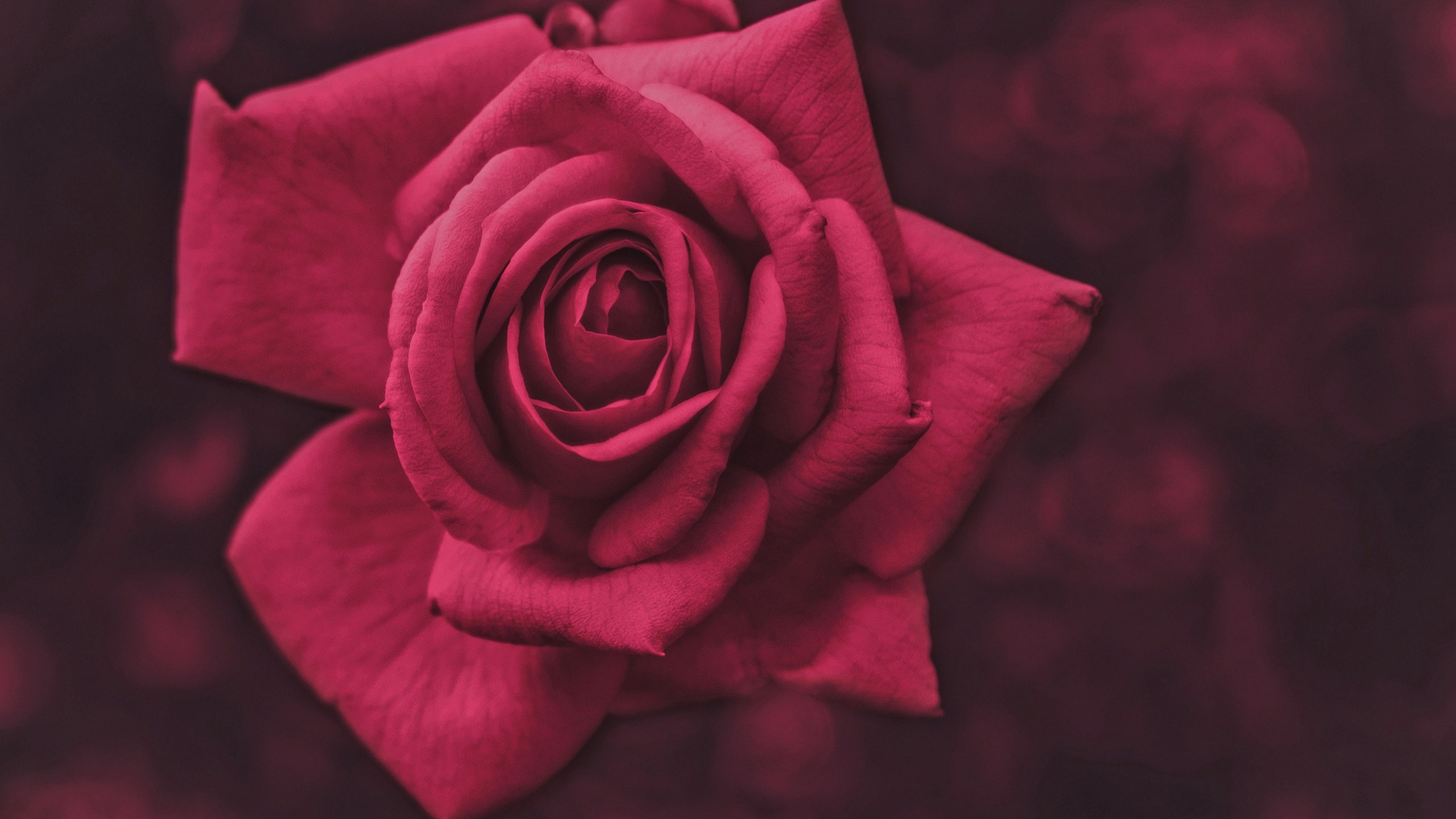 Rose Macro Wallpapers