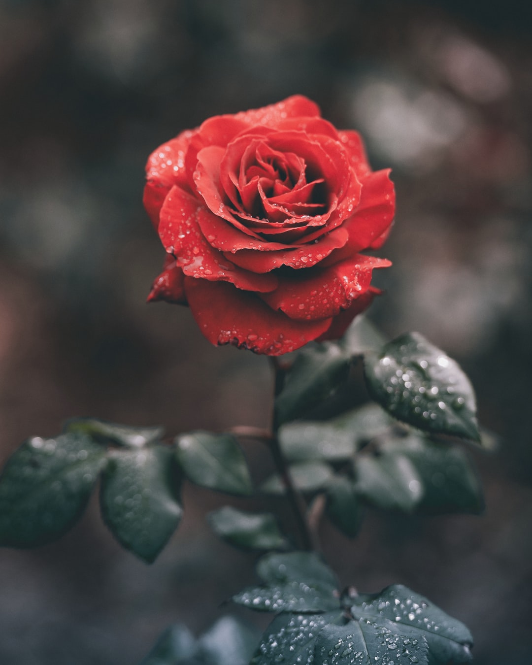 Rose Macro Wallpapers