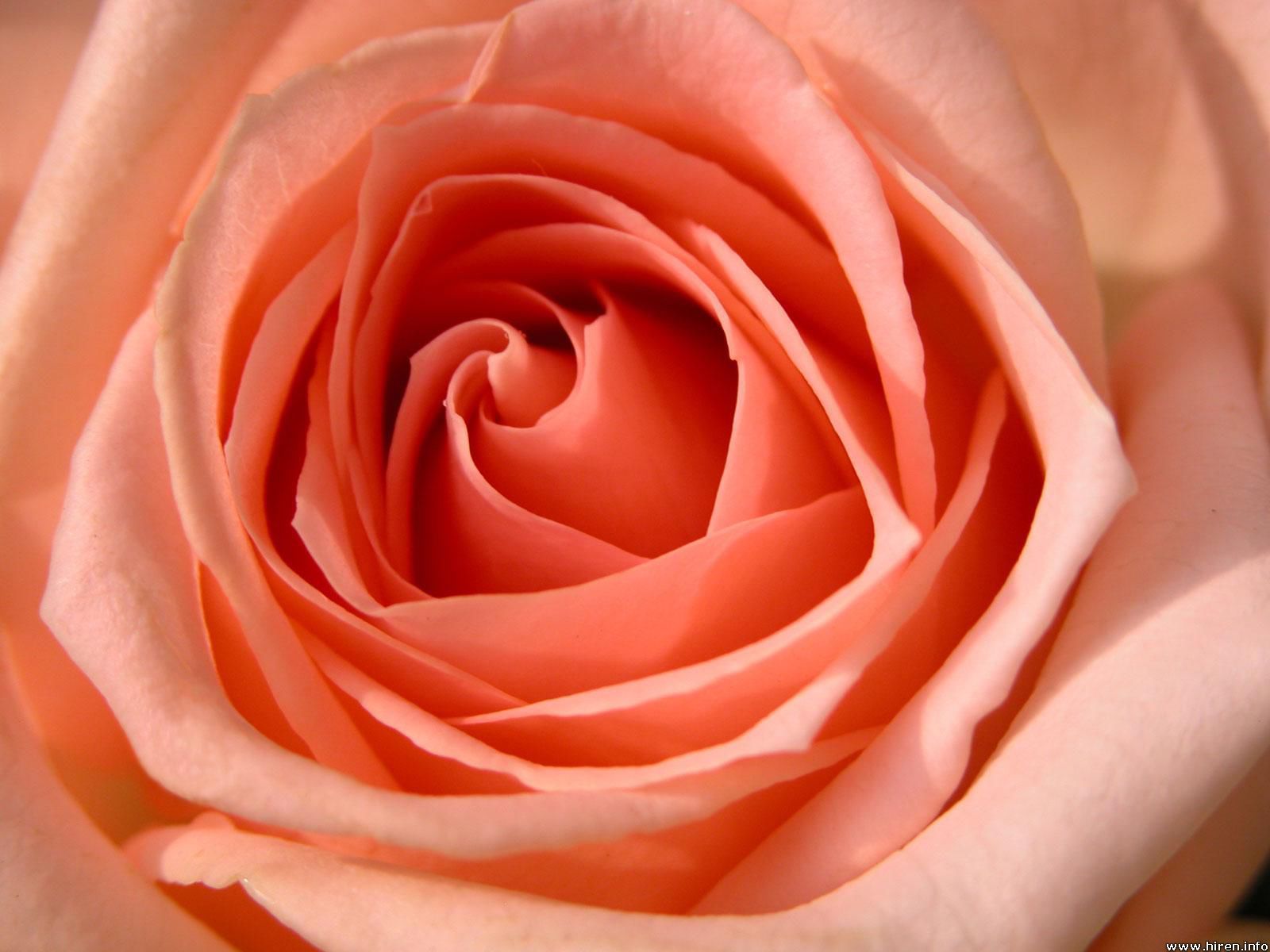 Rose Macro Wallpapers