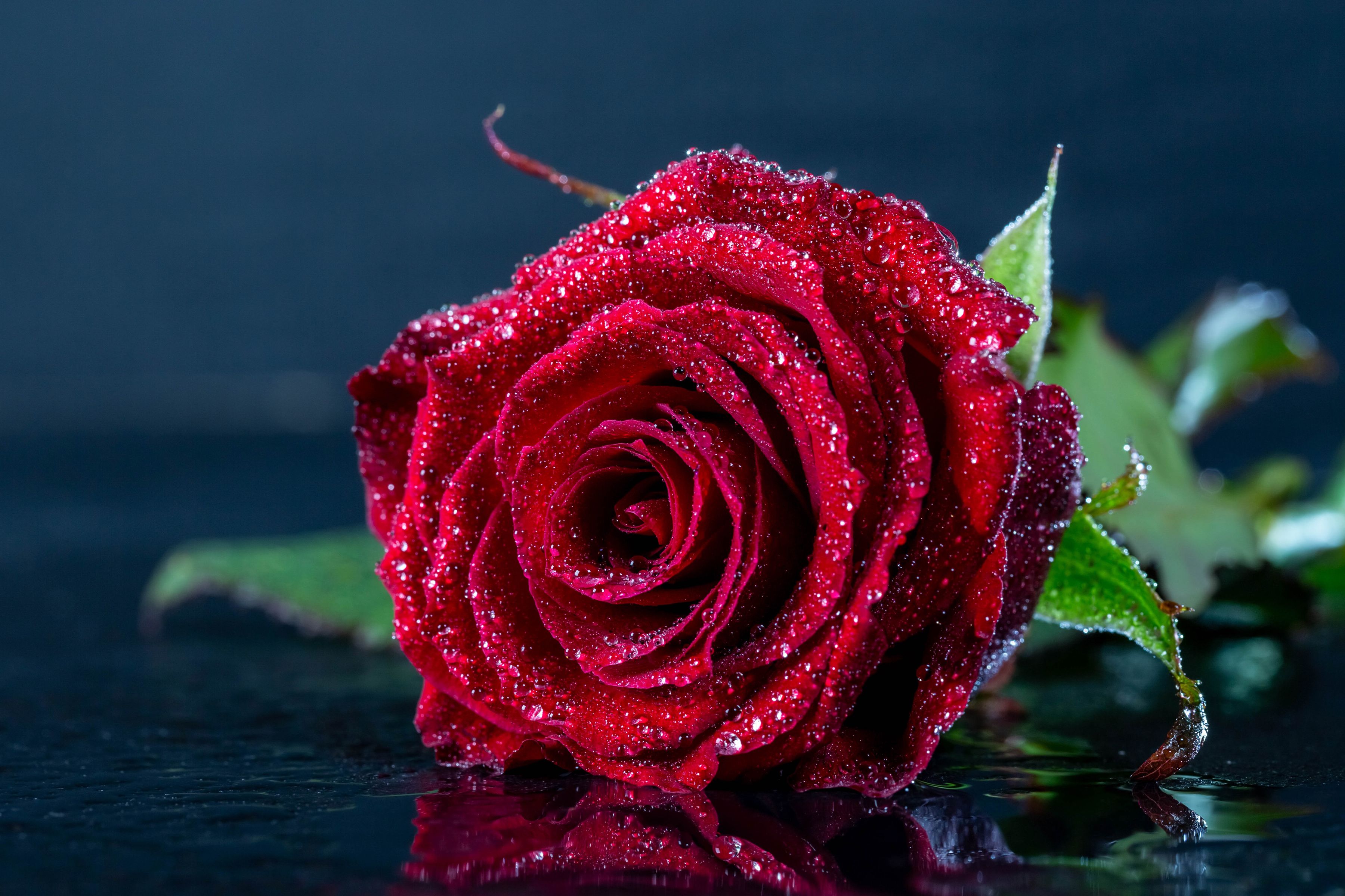 Rose Macro Wallpapers