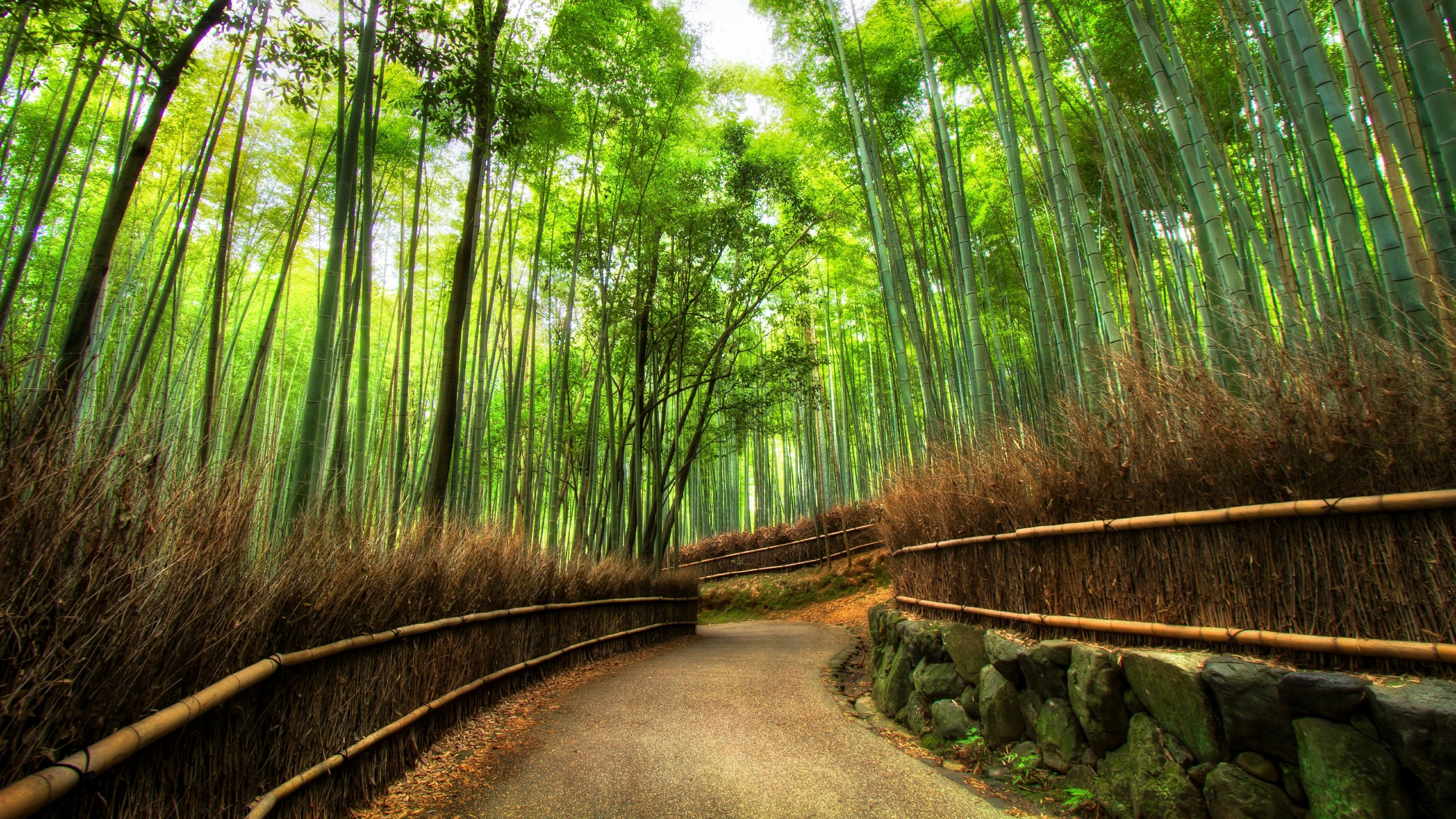 Sagano Bamboo Forest Wallpapers