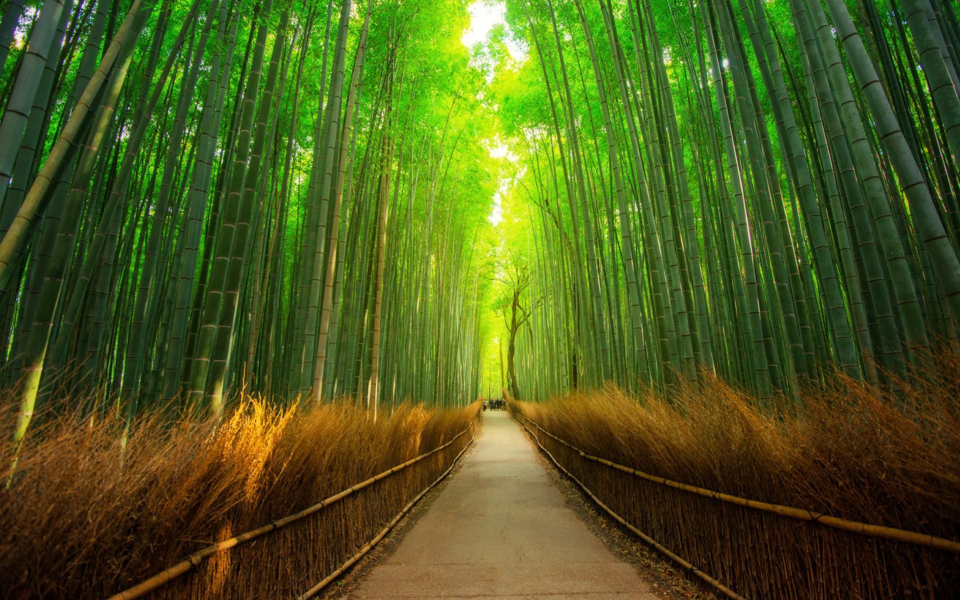 Sagano Bamboo Forest Wallpapers