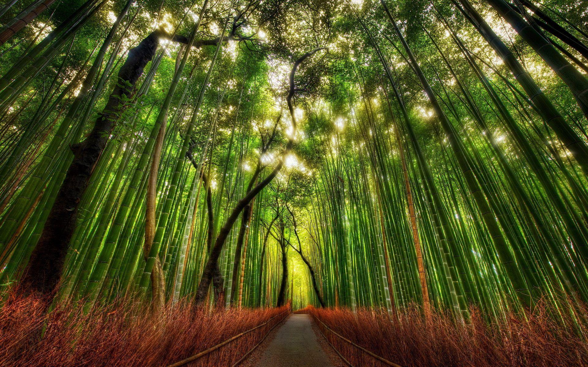 Sagano Bamboo Forest Wallpapers