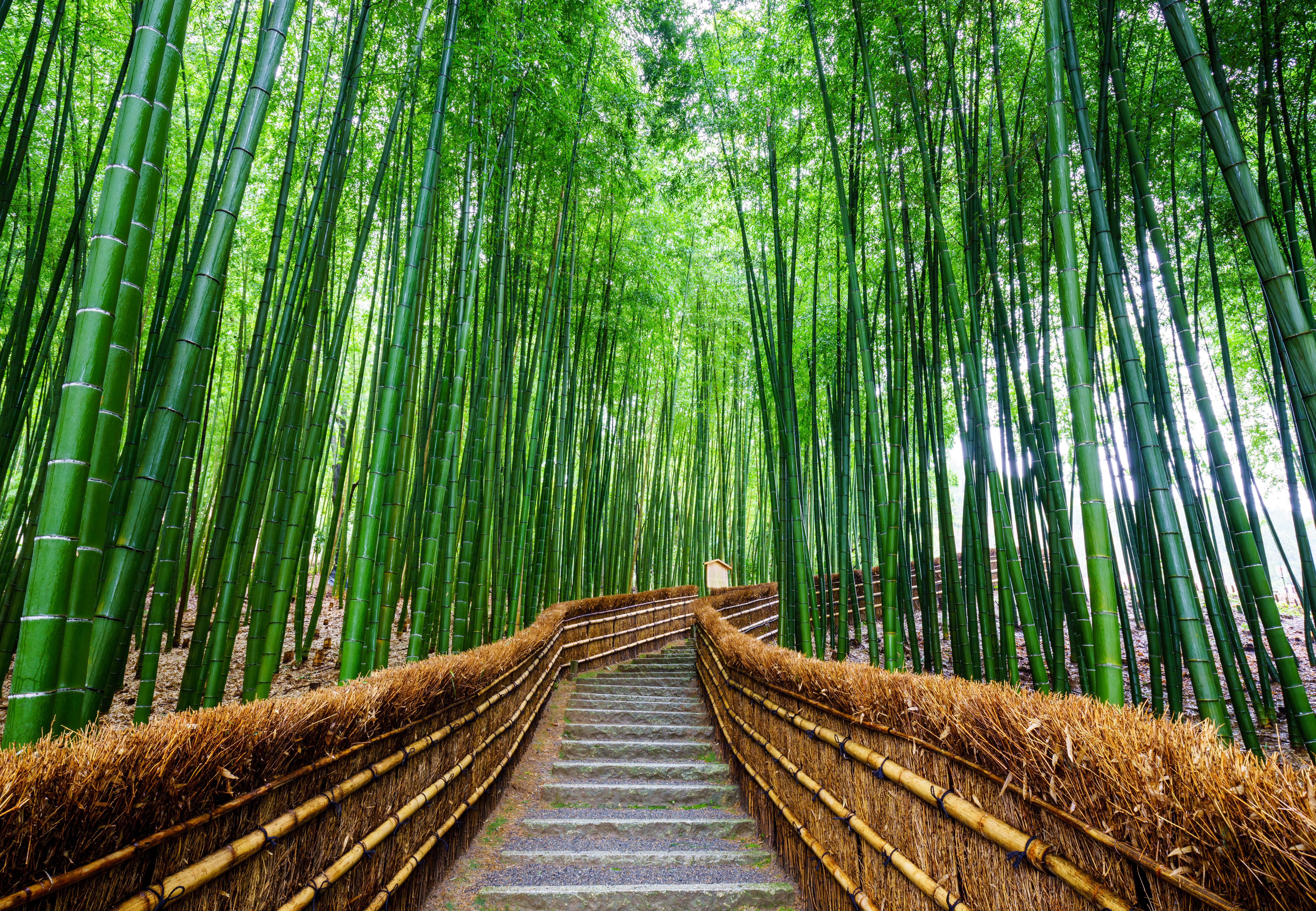 Sagano Bamboo Forest Wallpapers