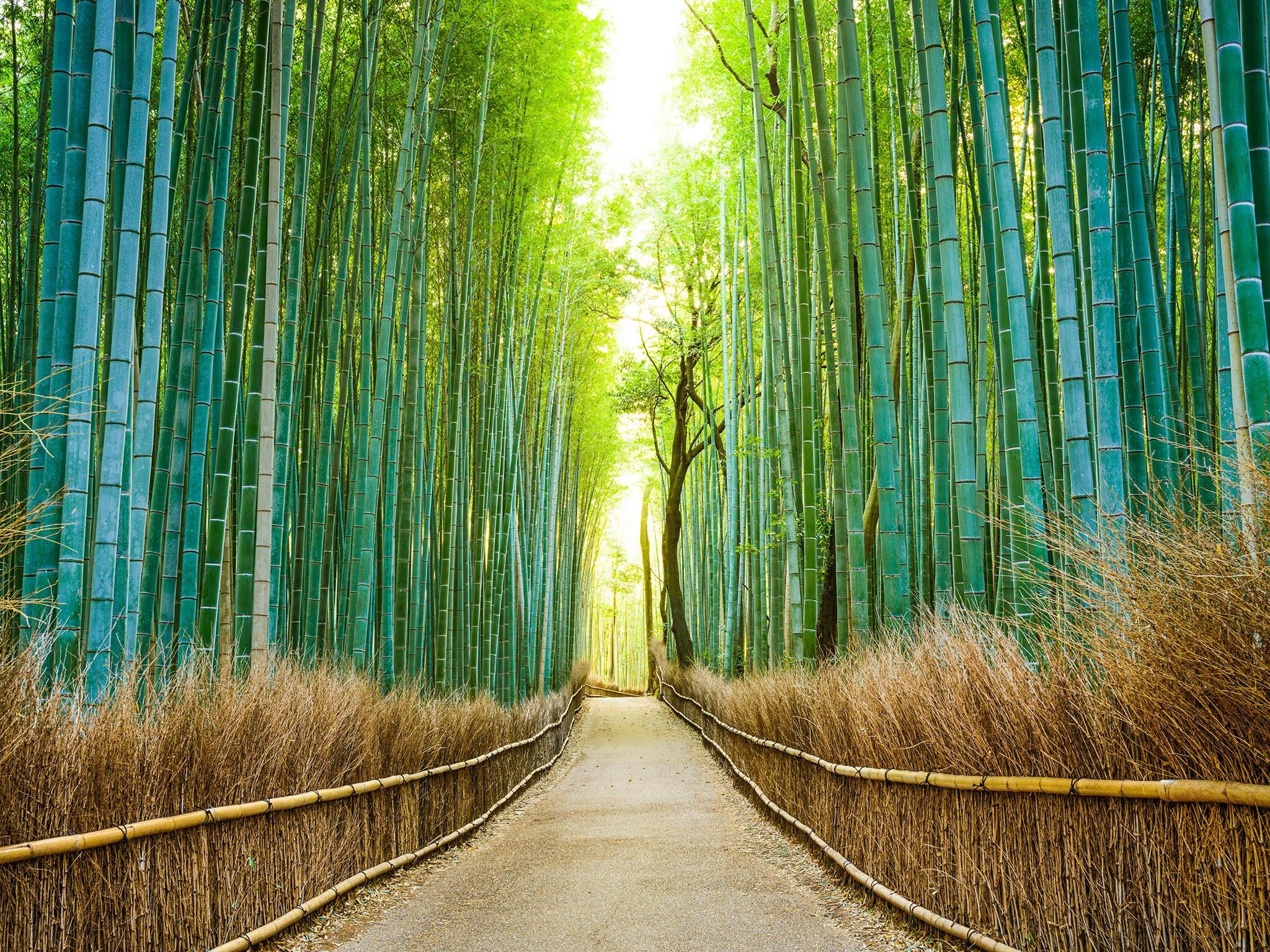 Sagano Bamboo Forest Wallpapers