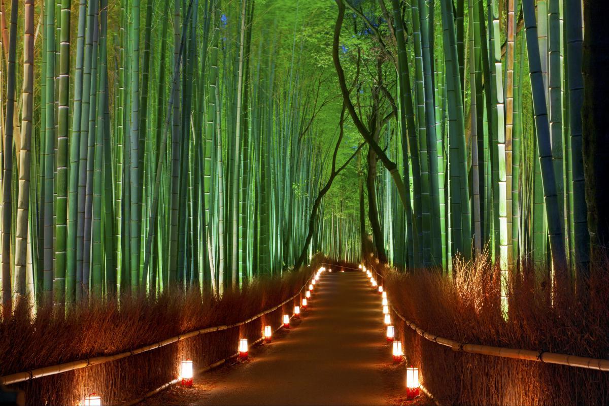 Sagano Bamboo Forest Wallpapers