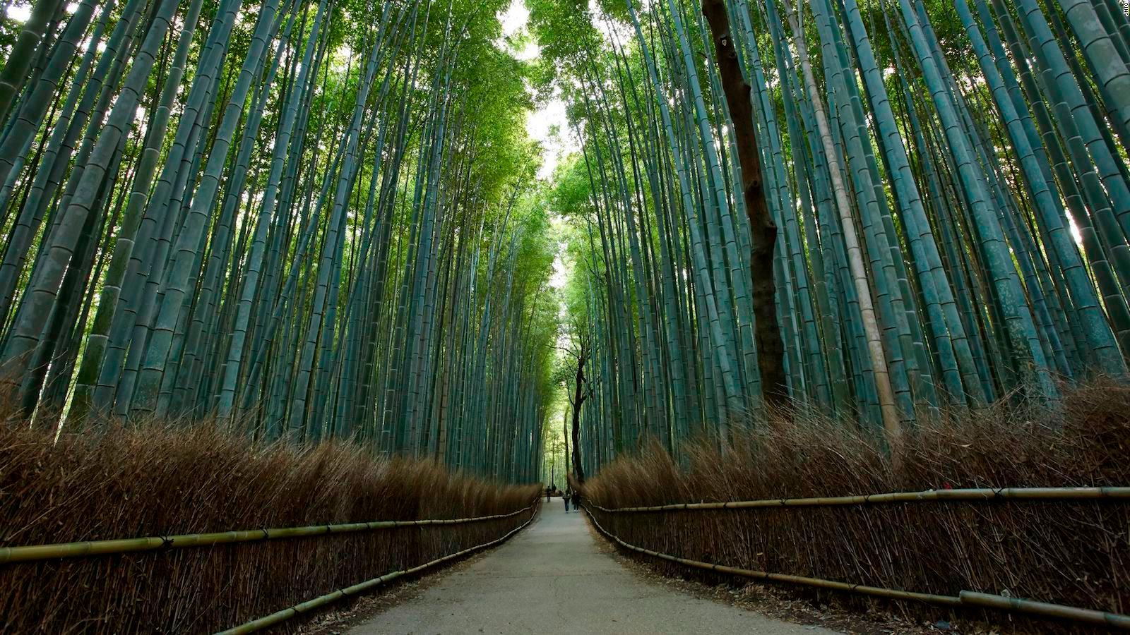 Sagano Bamboo Forest Wallpapers