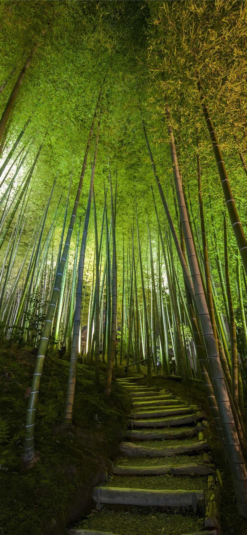 Sagano Bamboo Forest Wallpapers