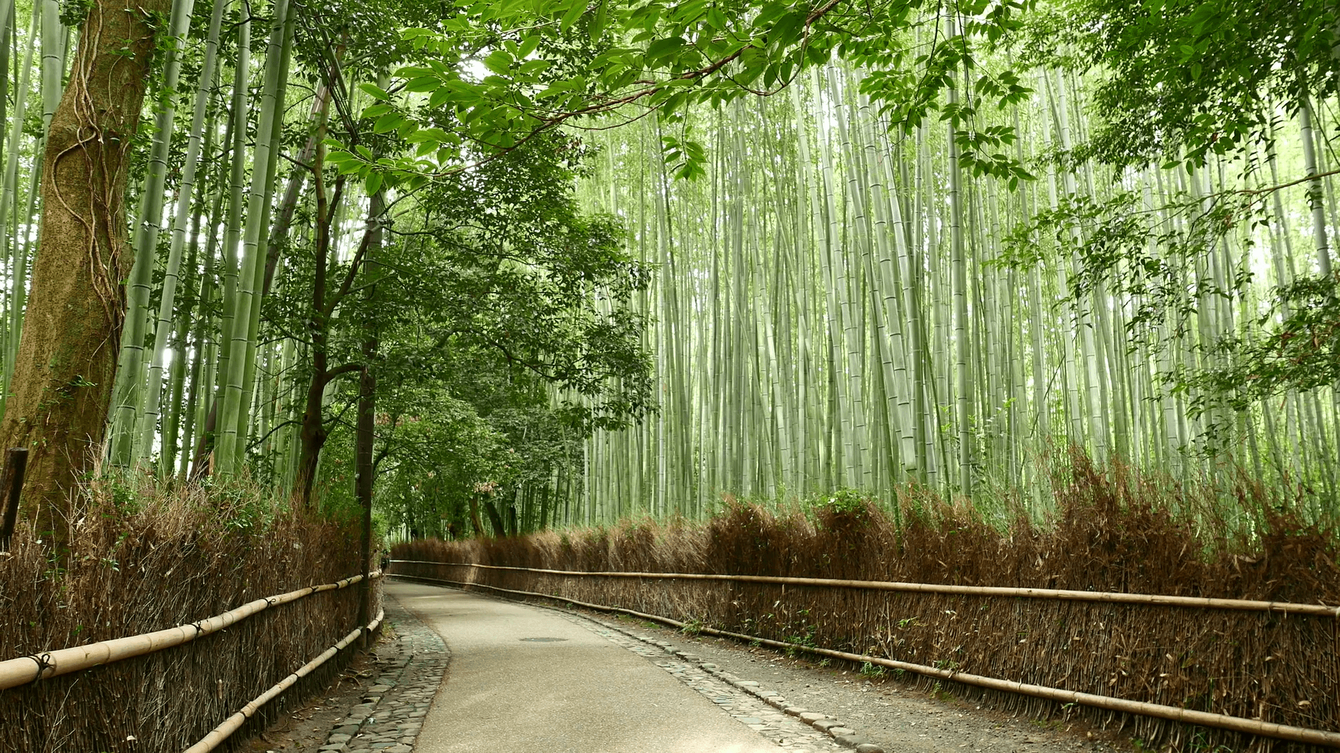 Sagano Bamboo Forest Wallpapers