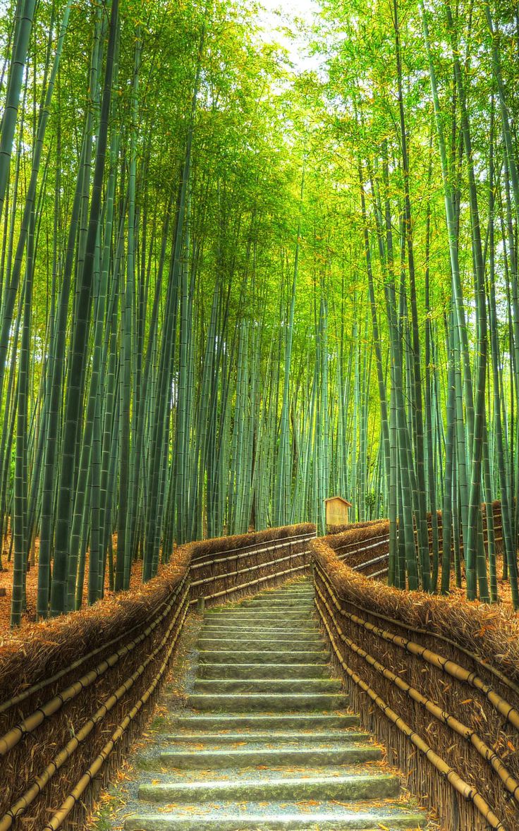Sagano Bamboo Forest Wallpapers