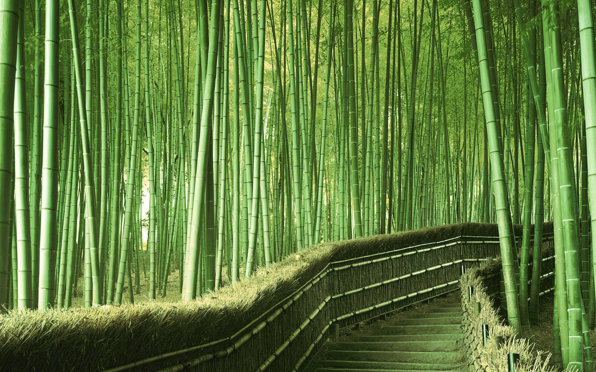 Sagano Bamboo Forest Wallpapers