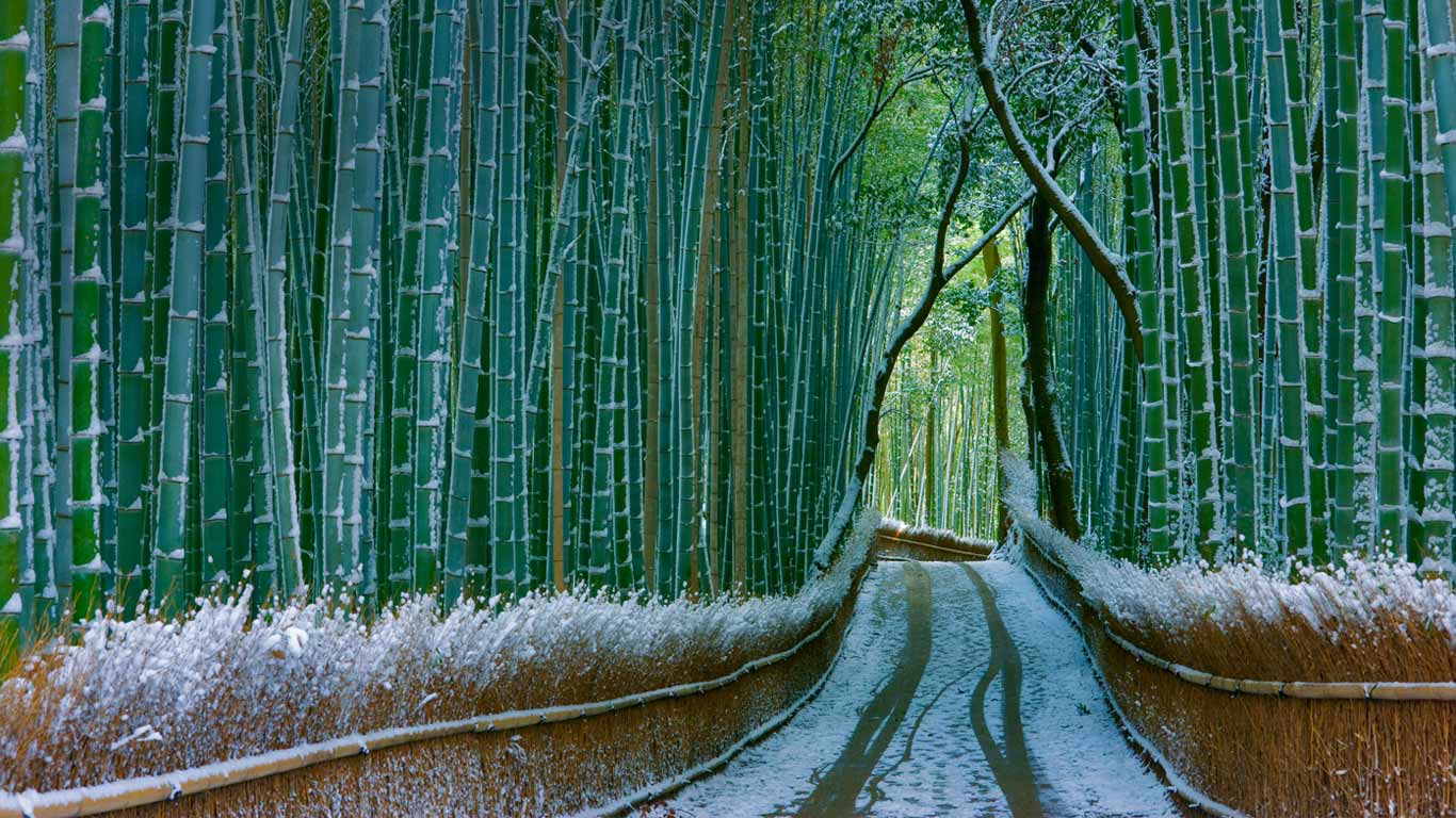 Sagano Bamboo Forest Wallpapers