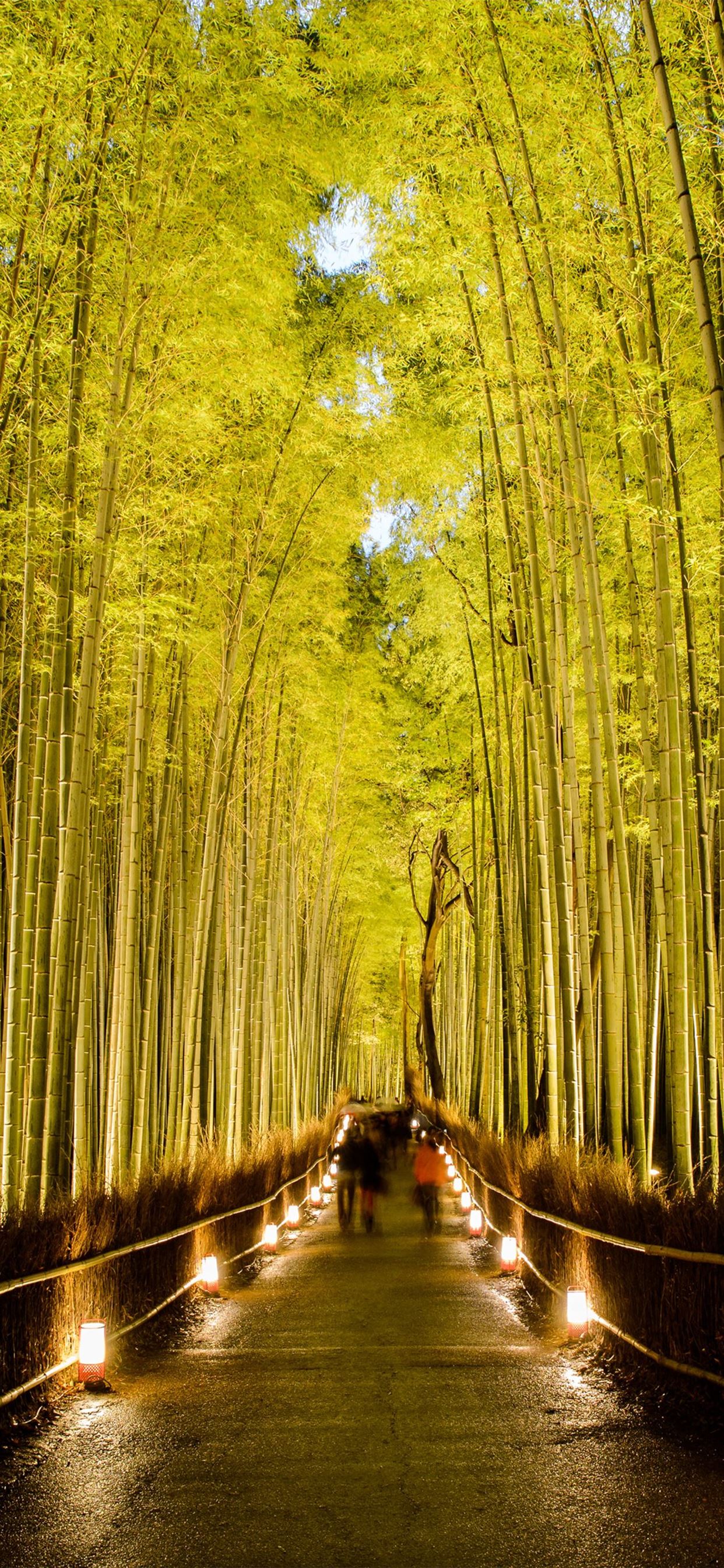 Sagano Bamboo Forest Wallpapers