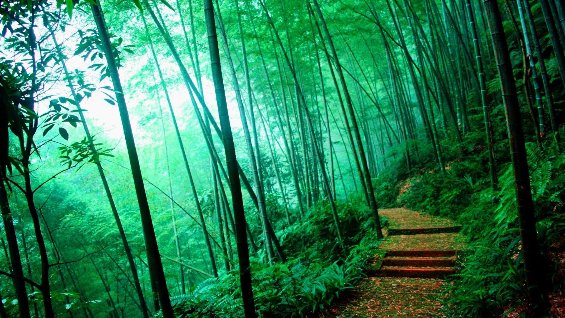 Sagano Bamboo Forest Wallpapers