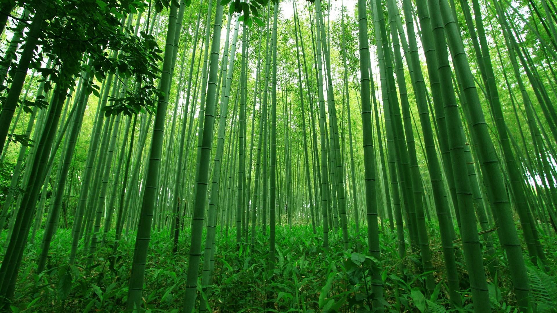 Sagano Bamboo Forest Wallpapers