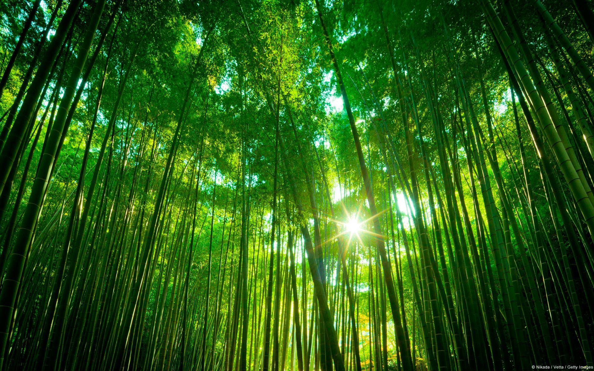 Sagano Bamboo Forest Wallpapers