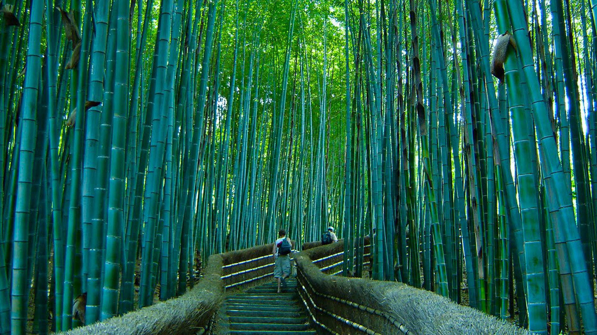 Sagano Bamboo Forest Wallpapers