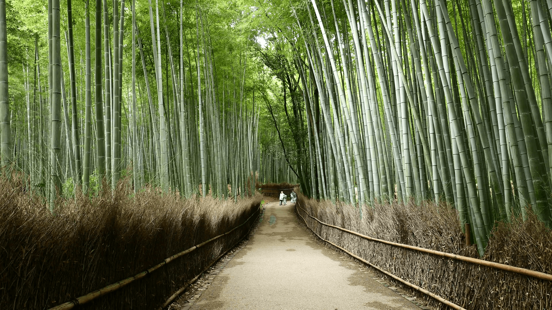 Sagano Bamboo Forest Wallpapers