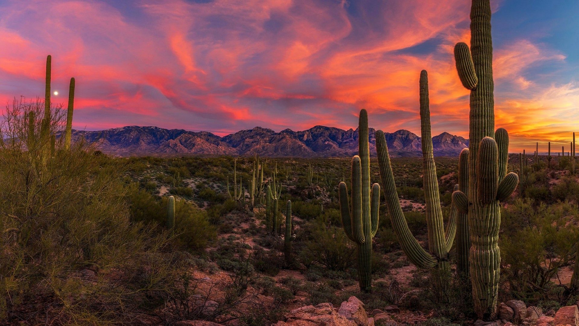 Saguaro National Park Wallpapers