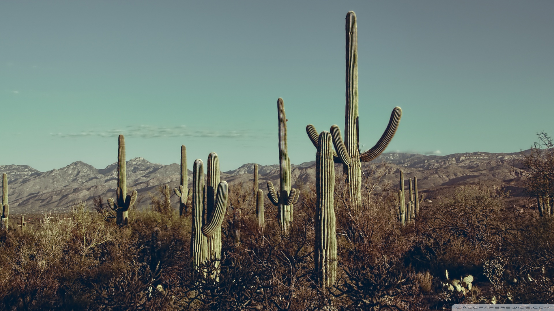 Saguaro National Park Wallpapers