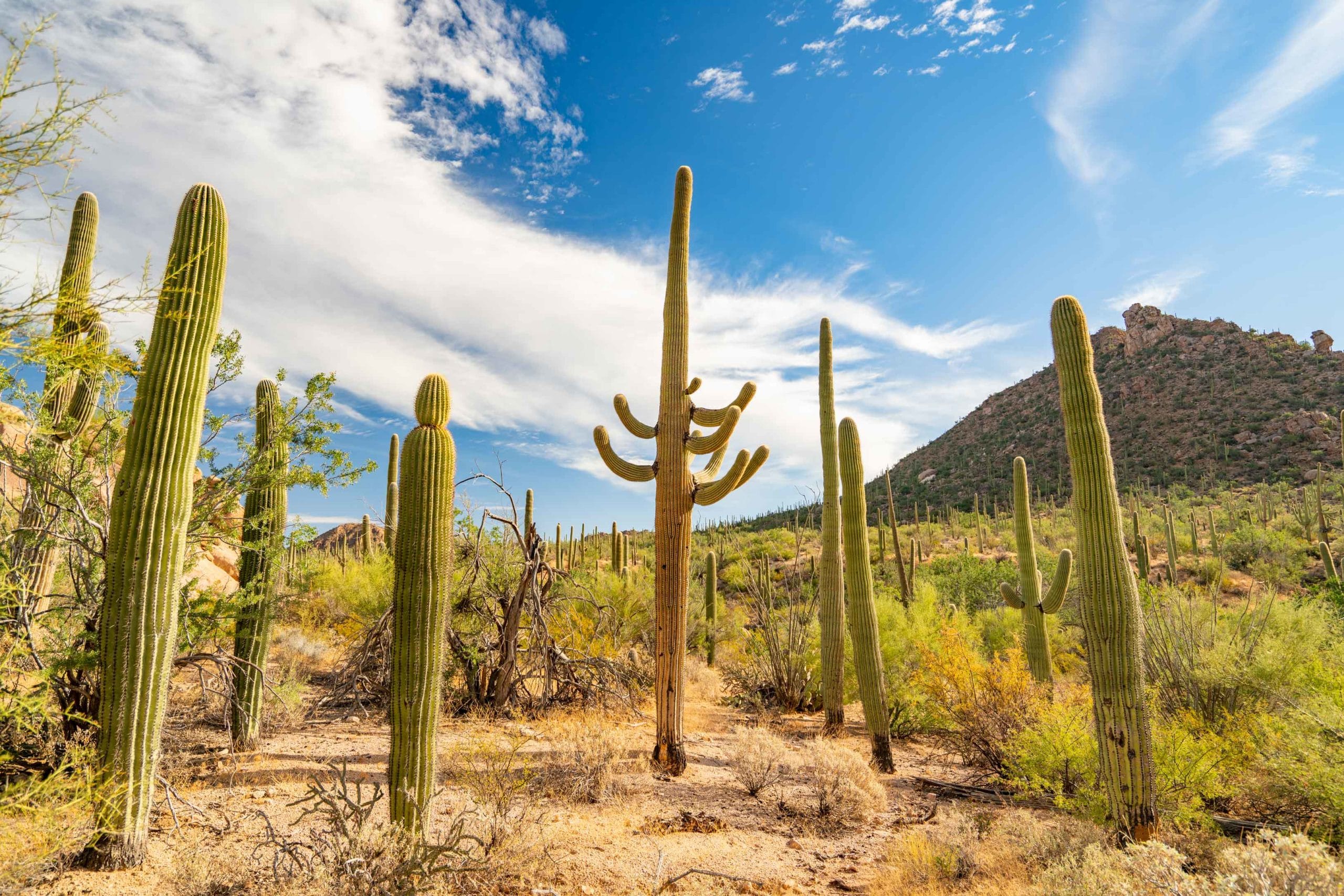 Saguaro National Park Wallpapers