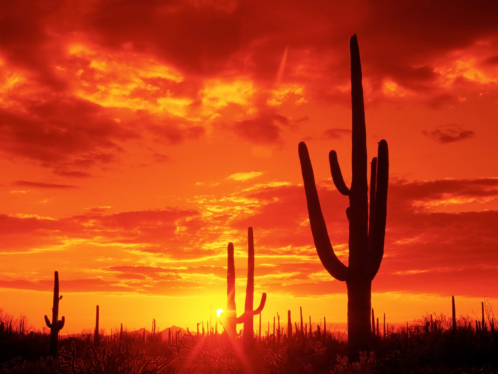 Saguaro National Park Wallpapers