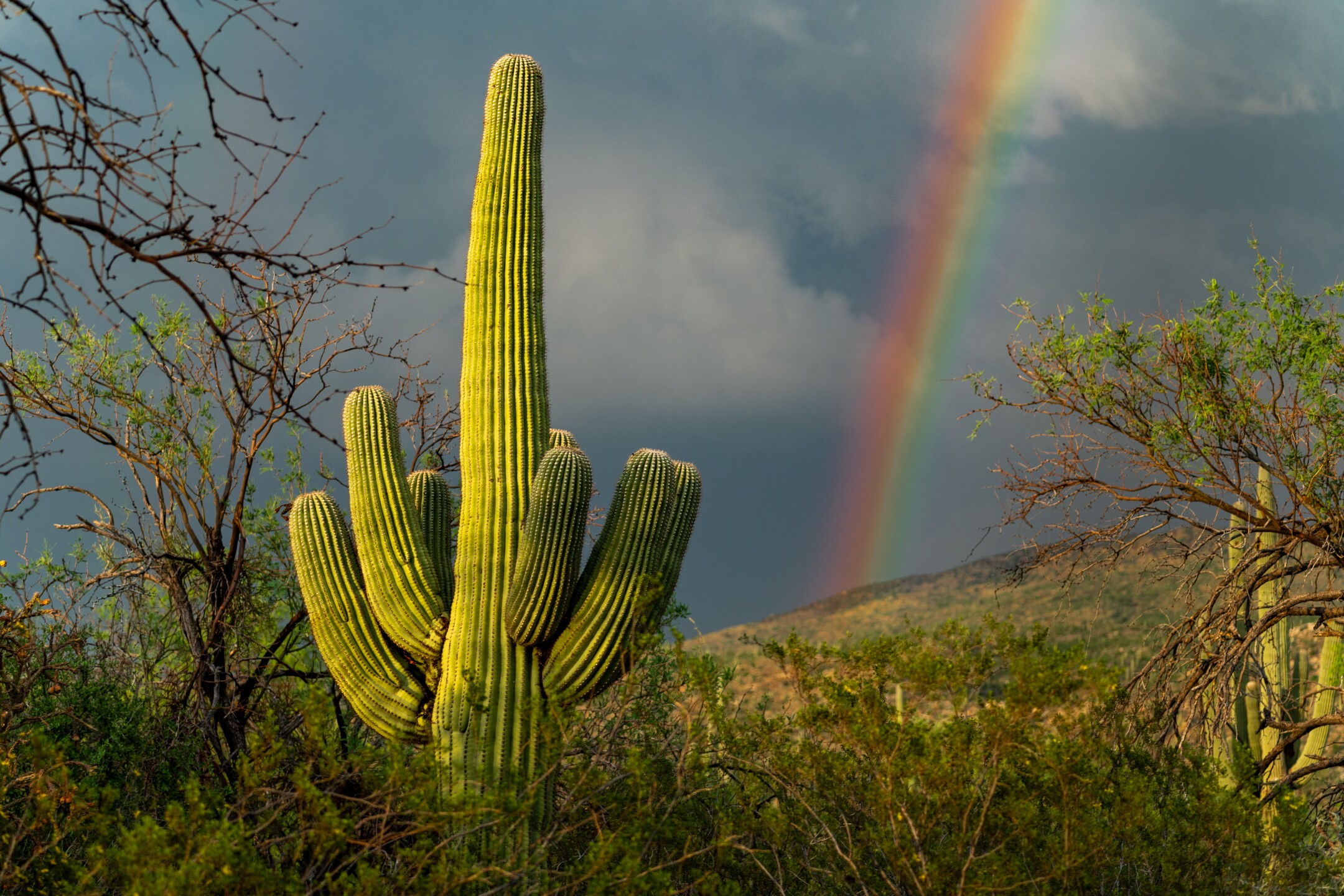 Saguaro National Park Wallpapers